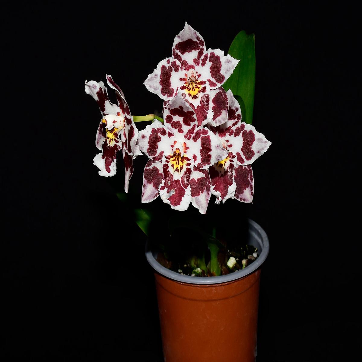 Oncidium Andean Clouds