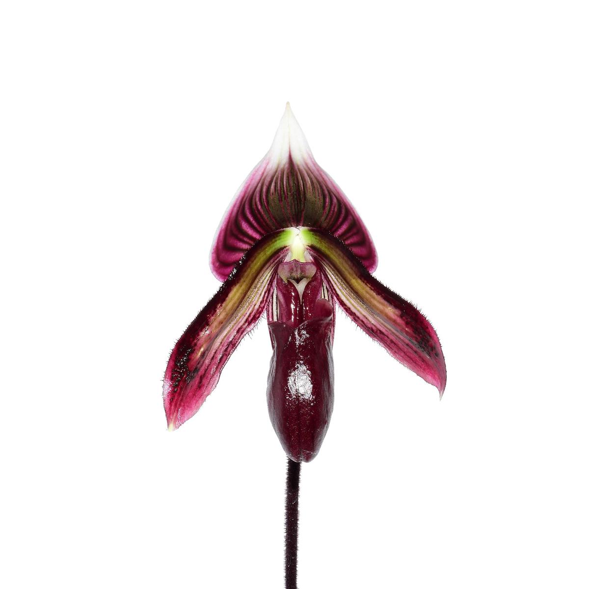 Paphiopedilum Mirlo