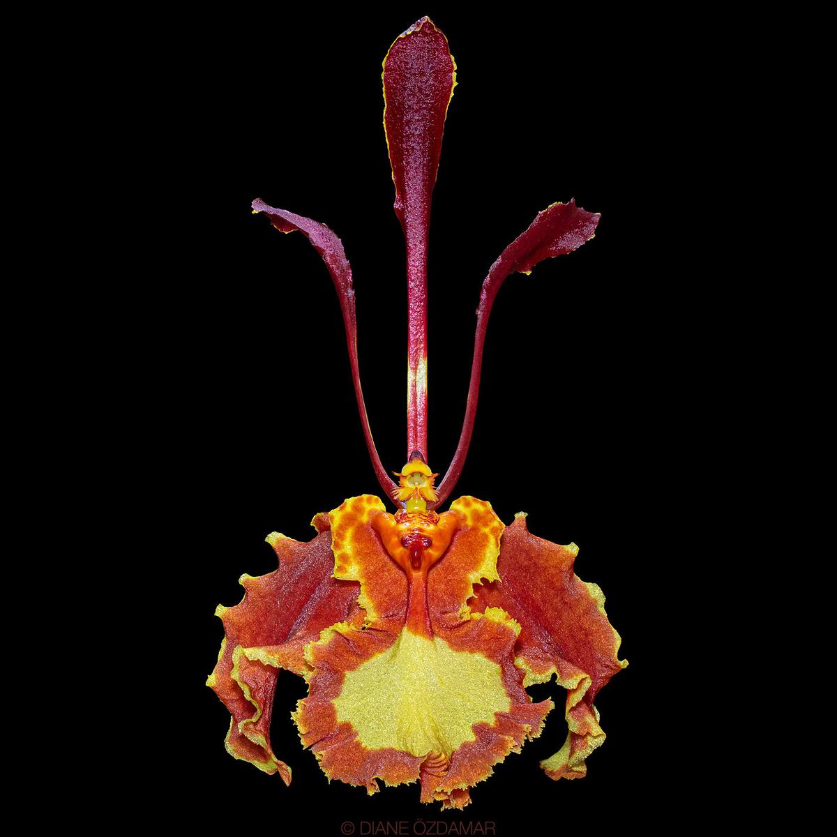 Psychopsis Mariposa