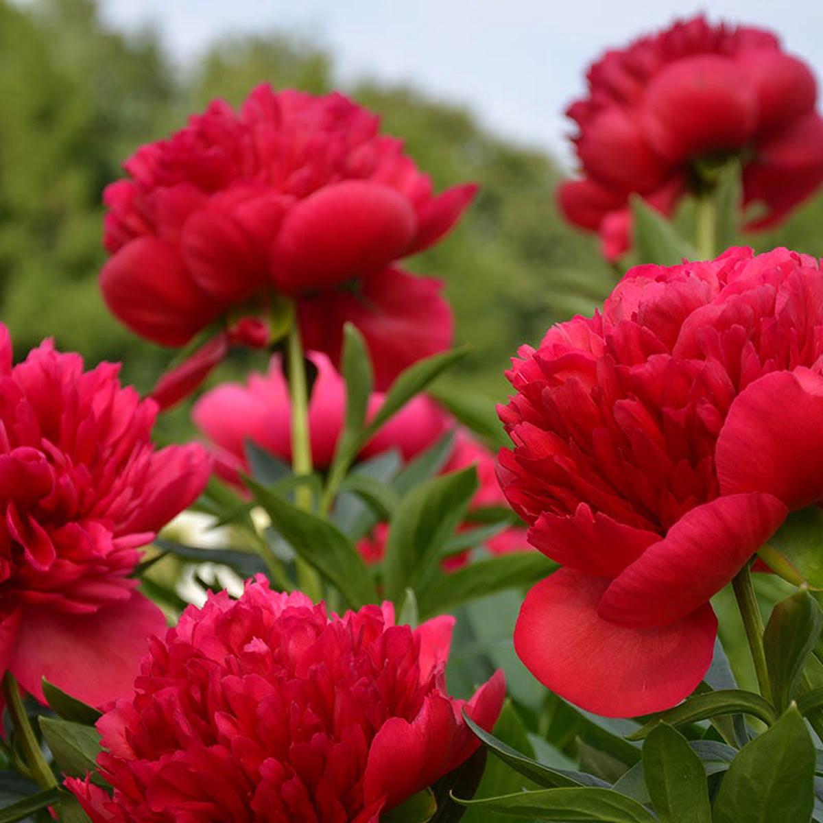 Red Magic Peony