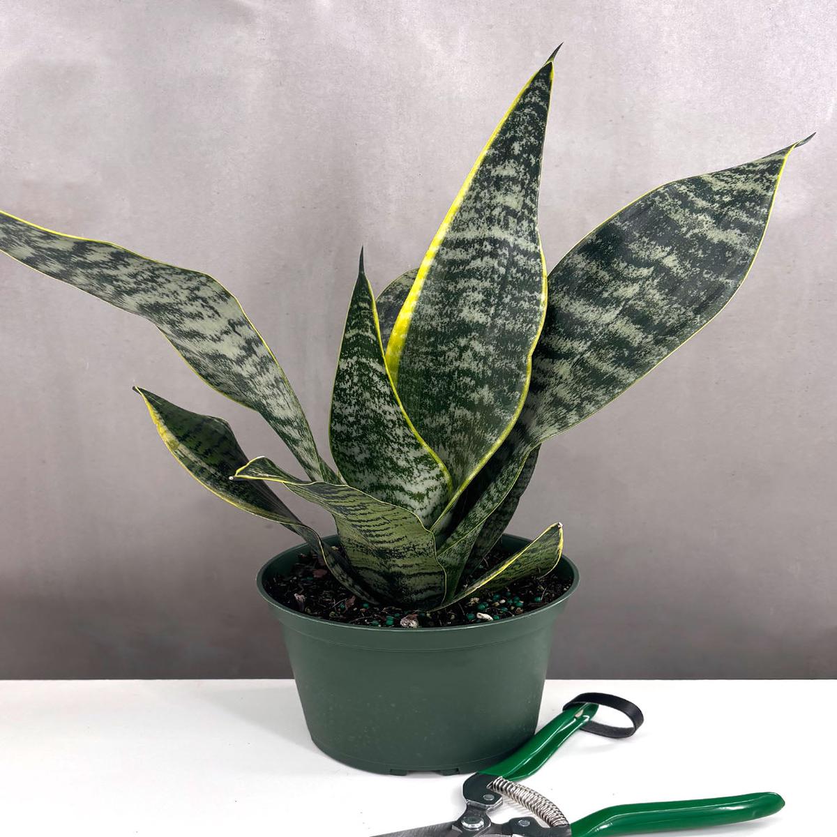 Sansevieria Robusta Golden Edge