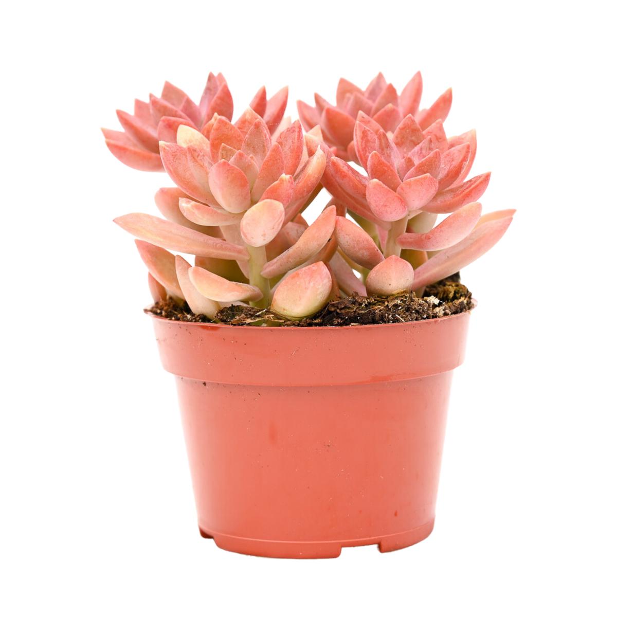 Sedum Sunset
