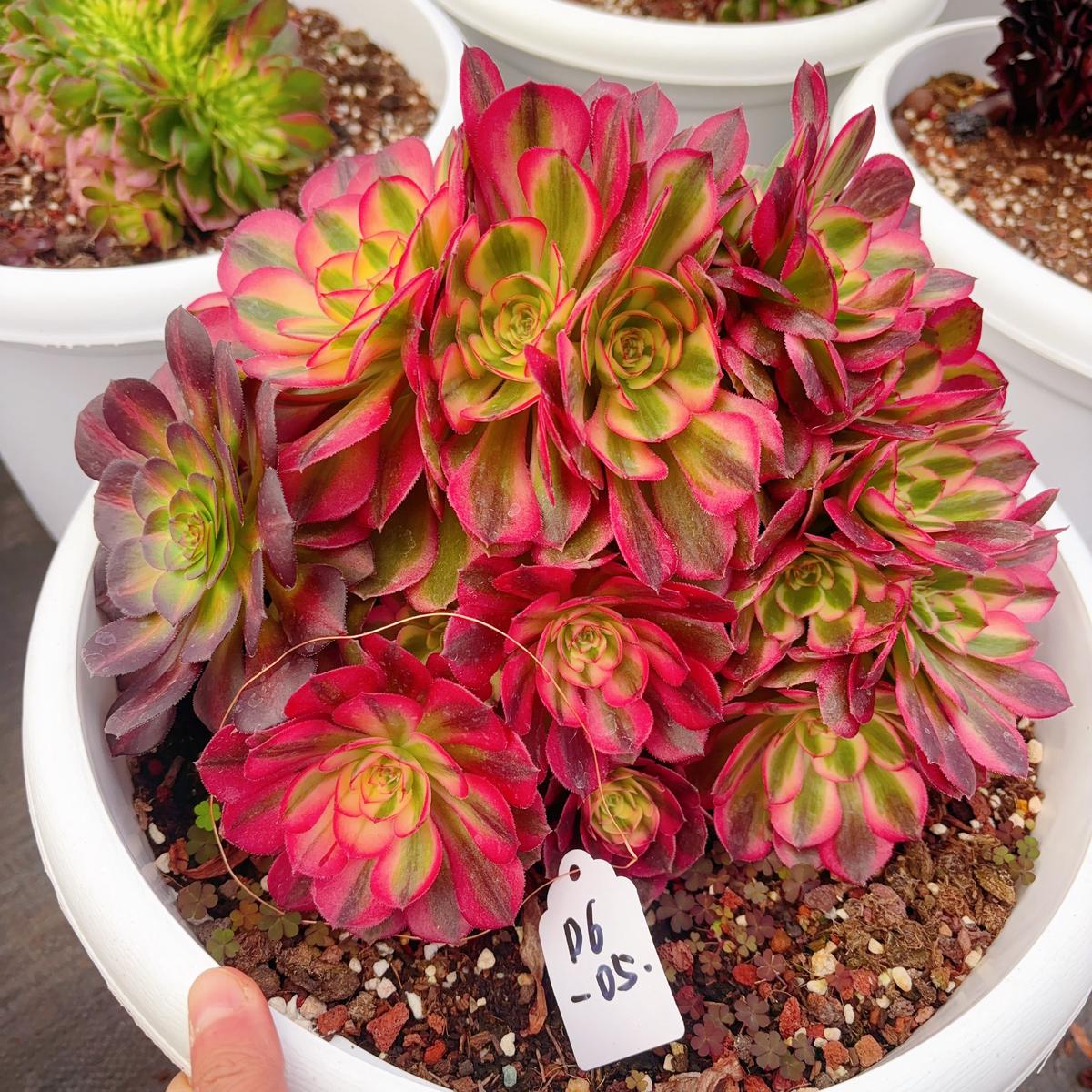 UniqueAeonium Allure Crest,No.D6-05,25-30cm
