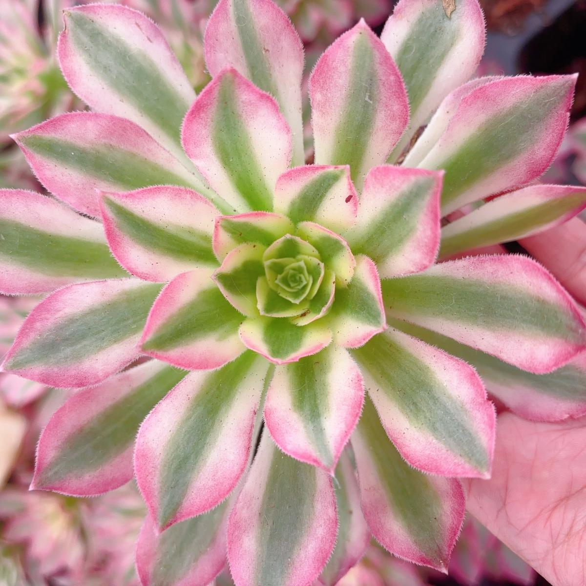 Aeonium Pink CrystalSingle Head 13cm