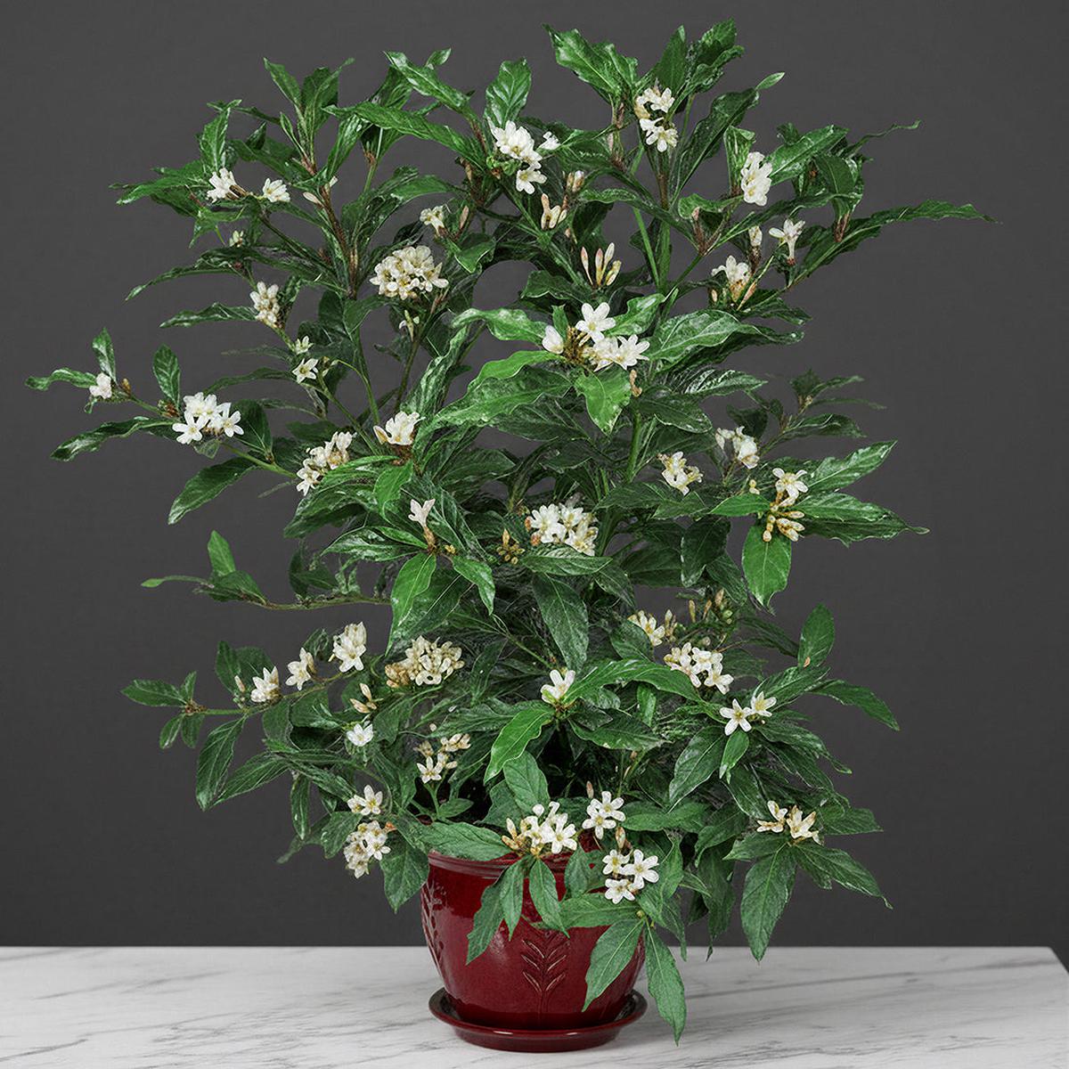 African Gardenia (Mitriostigma axillare)