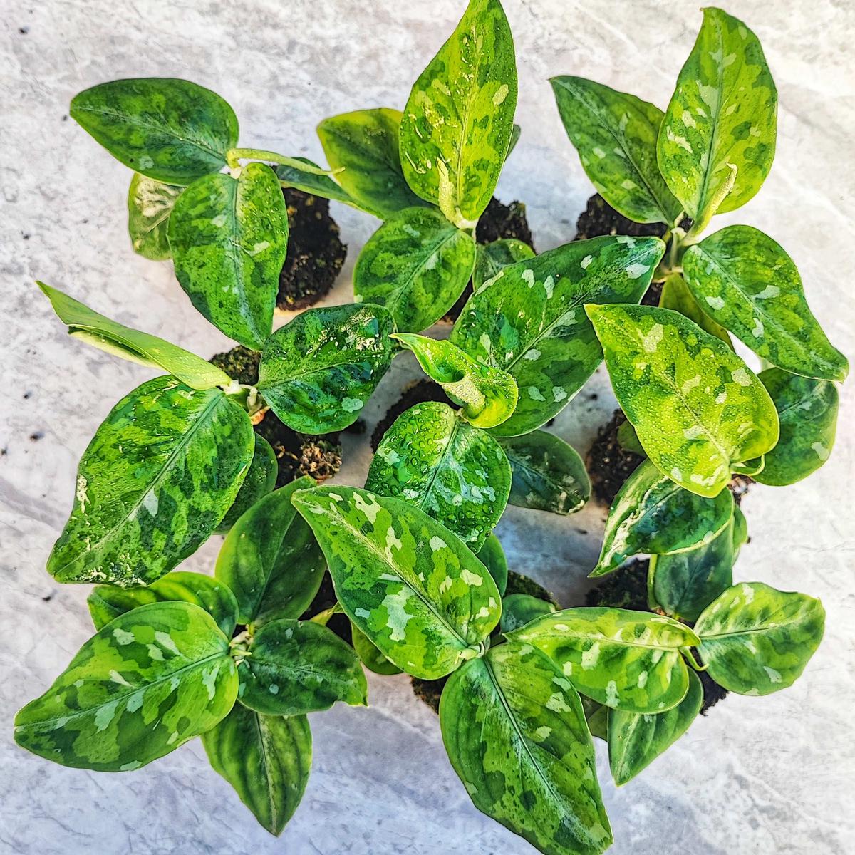 Aglaonema pictum tricolor (S)  Camouflage vgtal