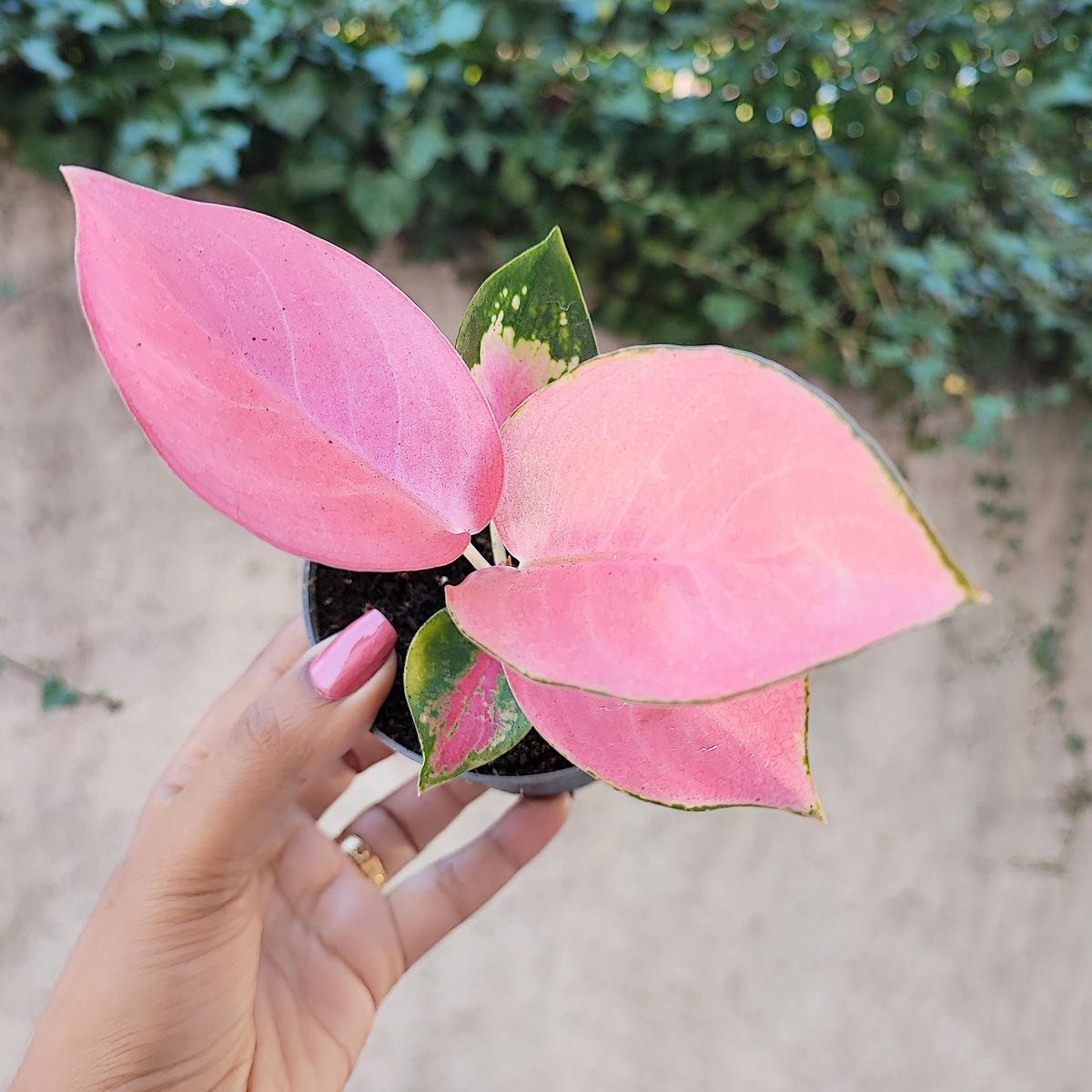 Aglaonema Valkyrie  Plante rare aux feuilles rose vif