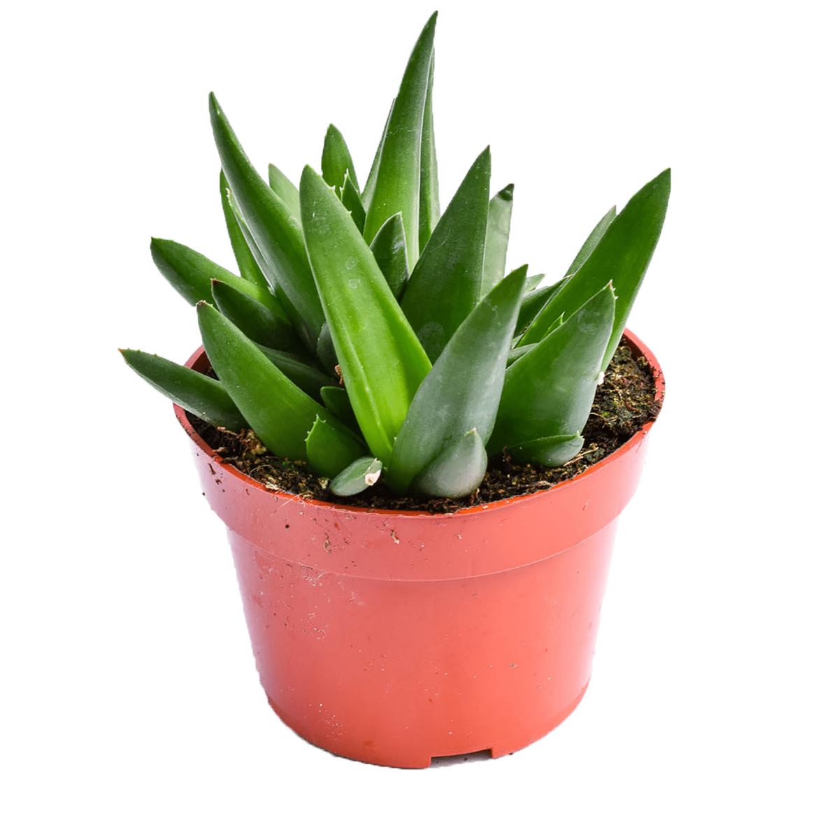 Aloe Bronz