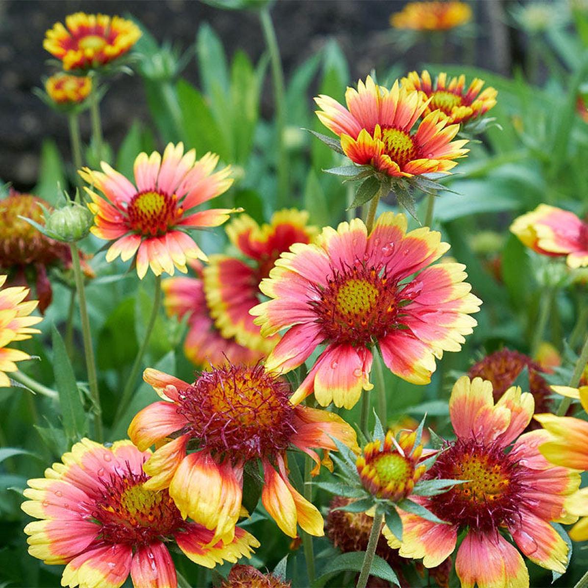 Firewheel Seeds