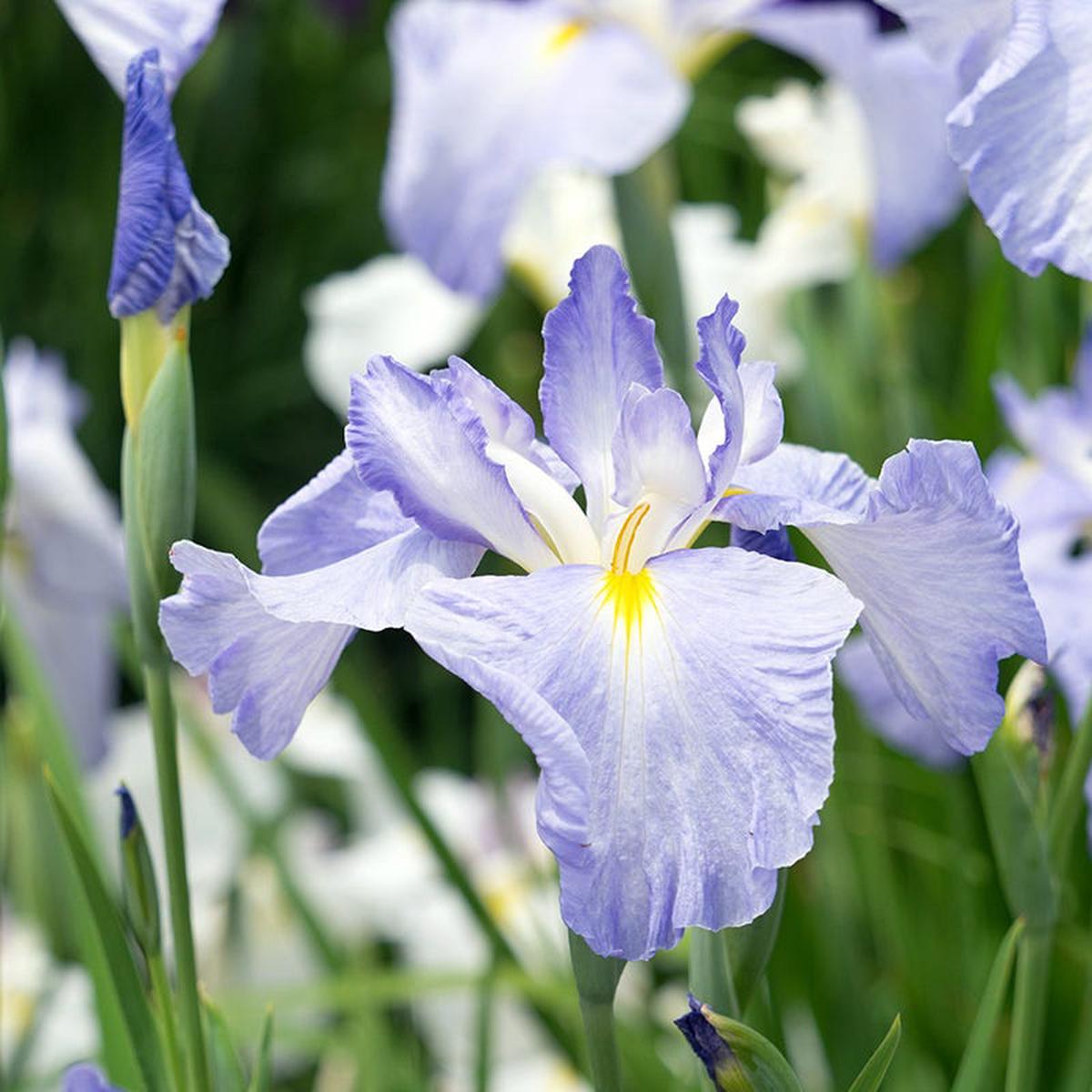 Gracieuse Japanese Iris