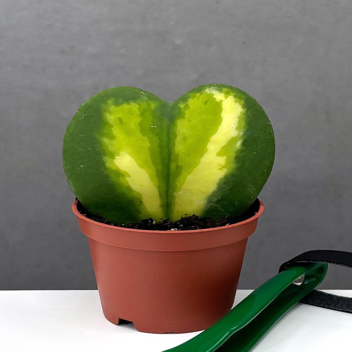 Hoya Kerrii Heart Flame