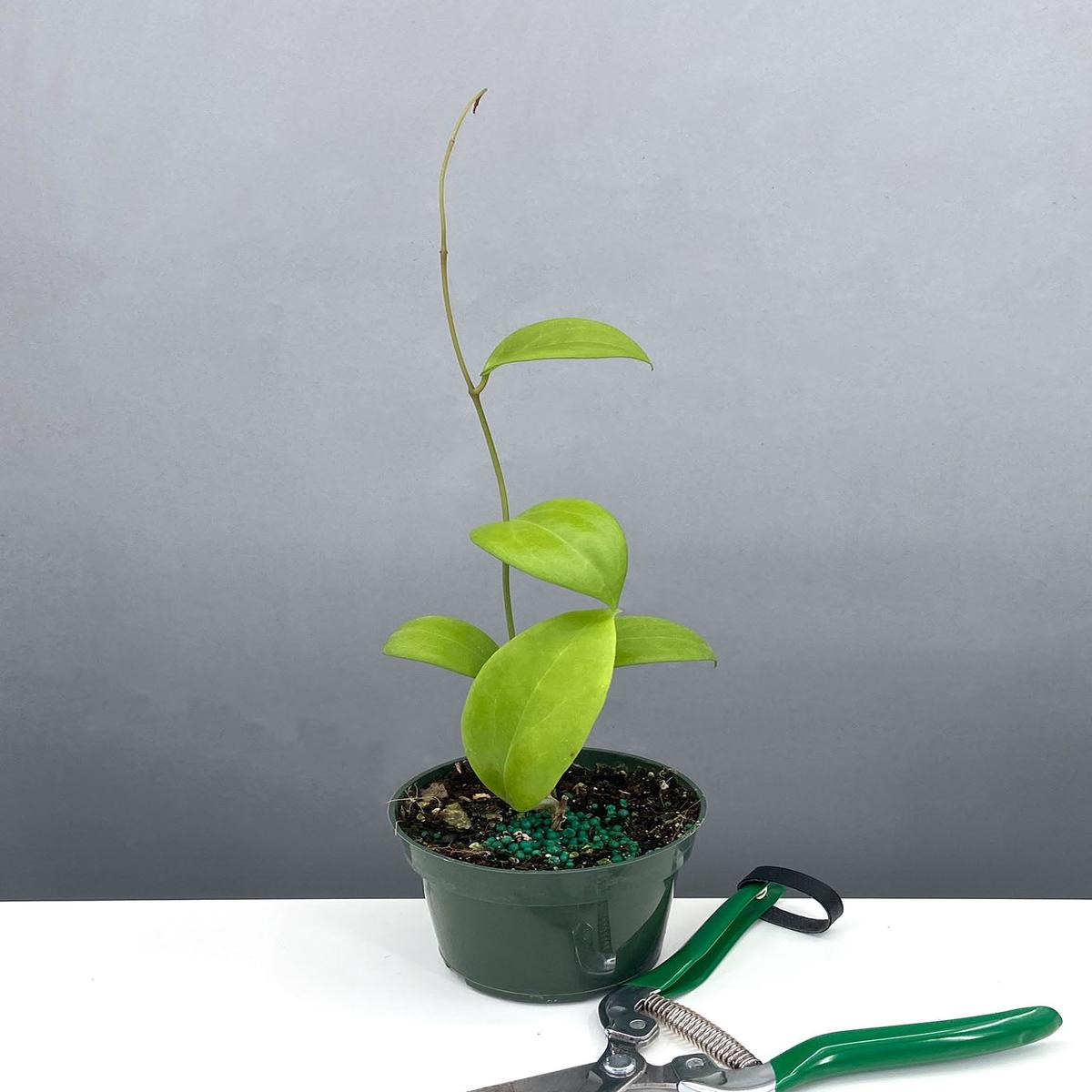 Hoya Kicki