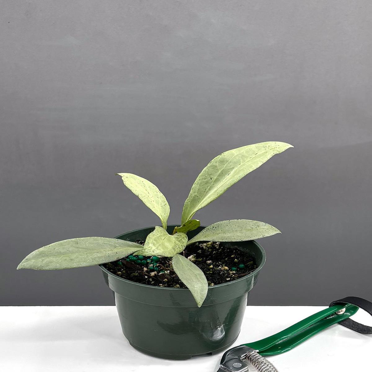 Hoya New Guinea Ghost