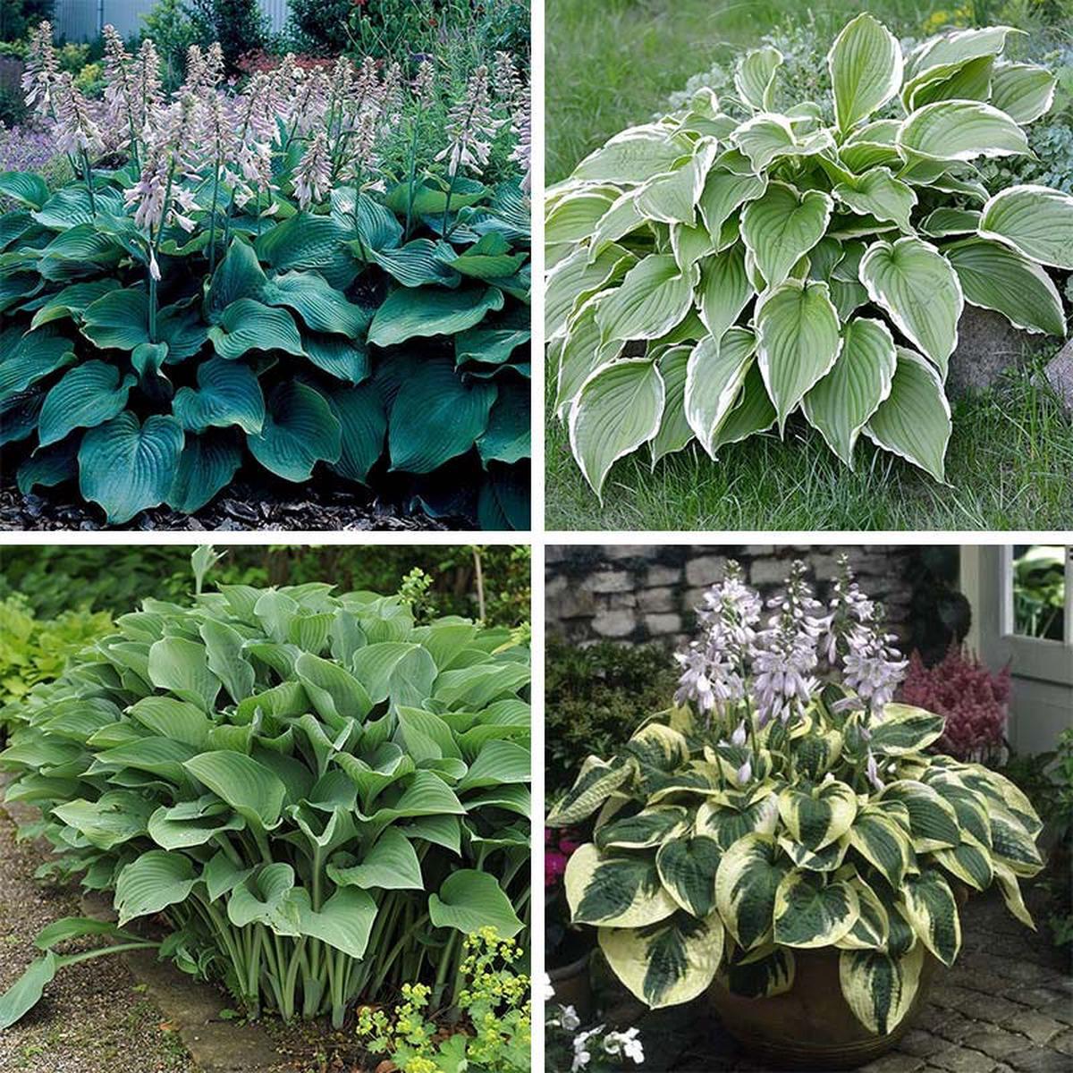 Lush Hosta Collection