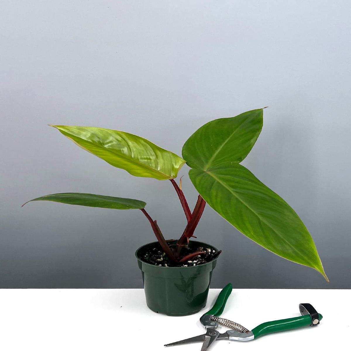 Philodendron Emerald Red