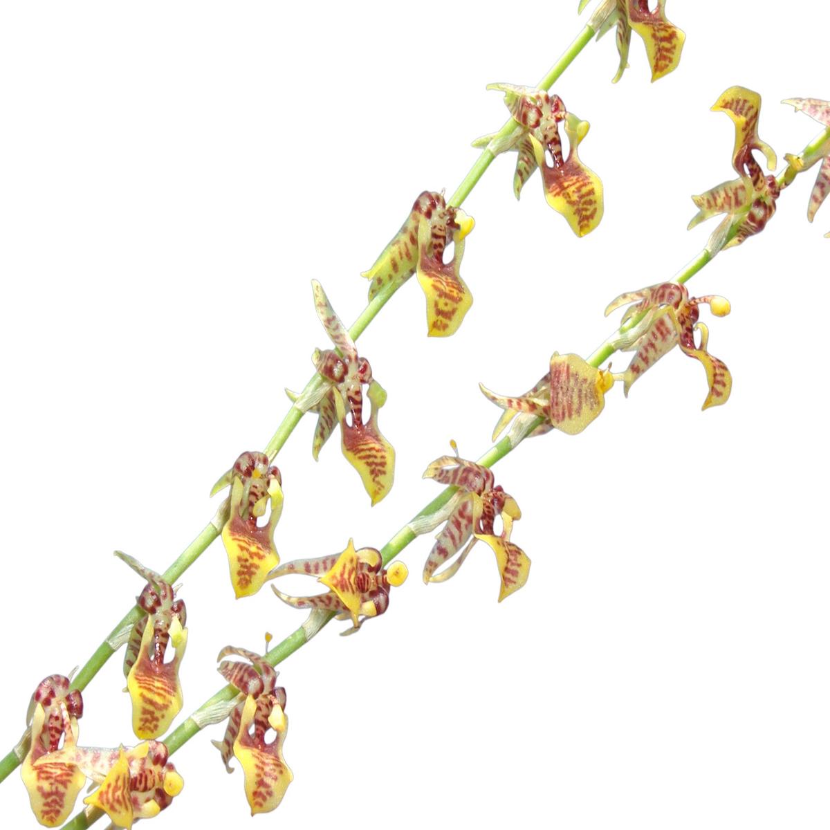 Sigmatostalix eliae