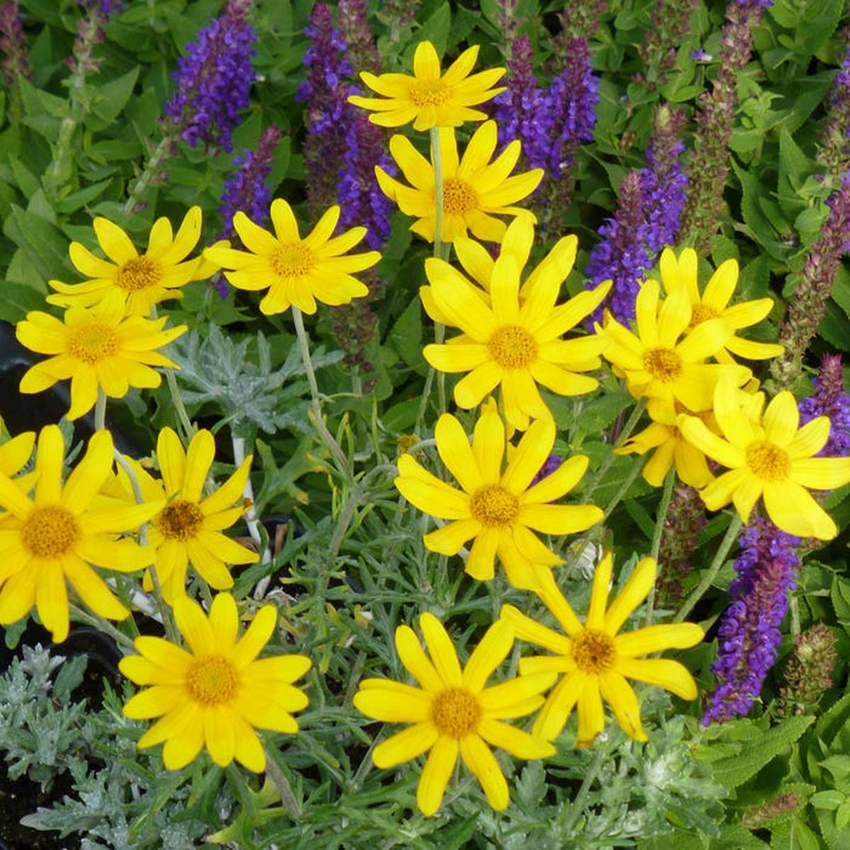Takilma Gold Oregon Sunshine (Eriophyllum)