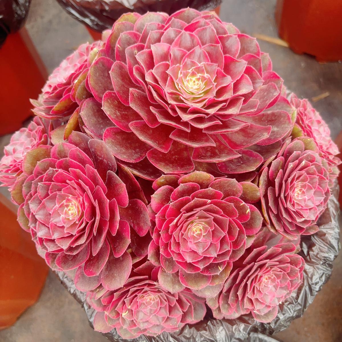Aeonium Desperate Loveclusterabout 8 heads20-25cm