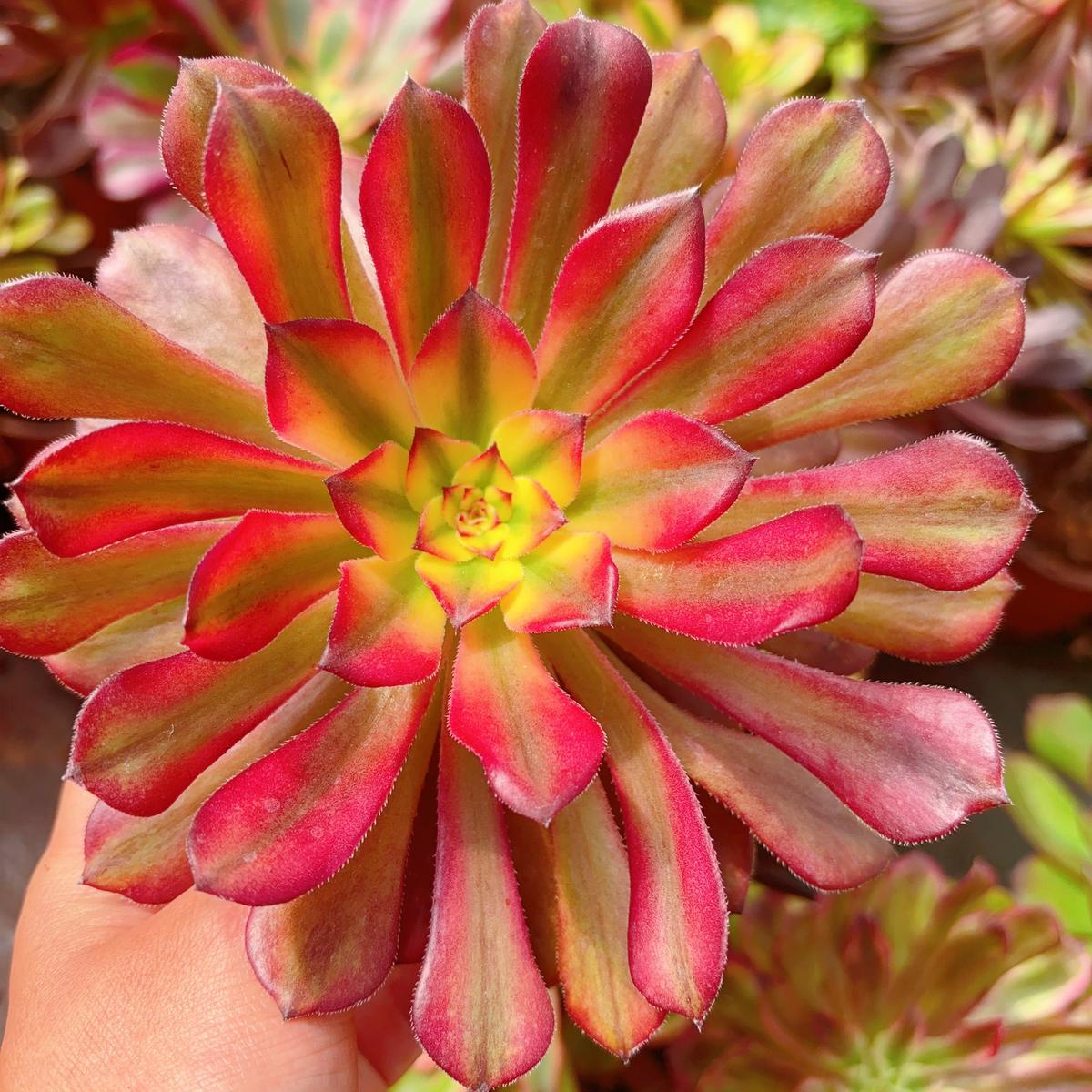 Aeonium Fairy ChanSingle Head 13cm