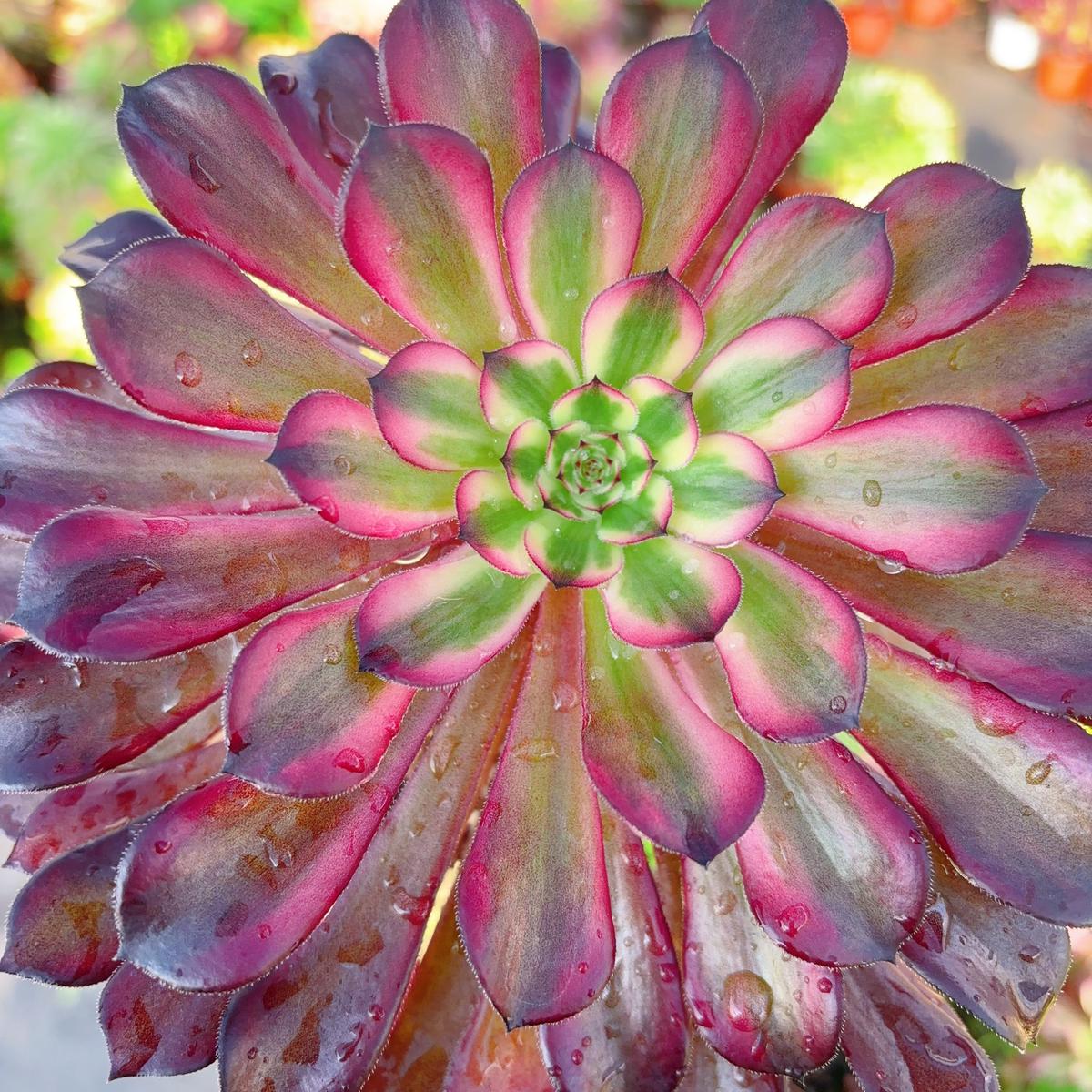 Aeonium Strawberry CakeSingle Head13cm