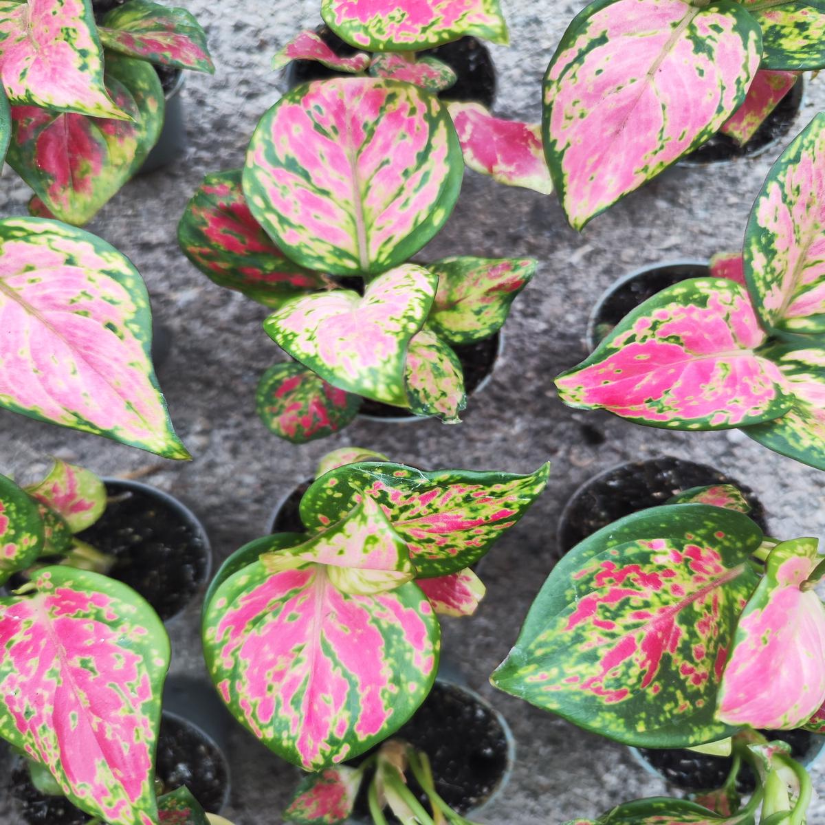 Aglaonema Rich Red  Plante dintrieur tropicale aux feuilles roses