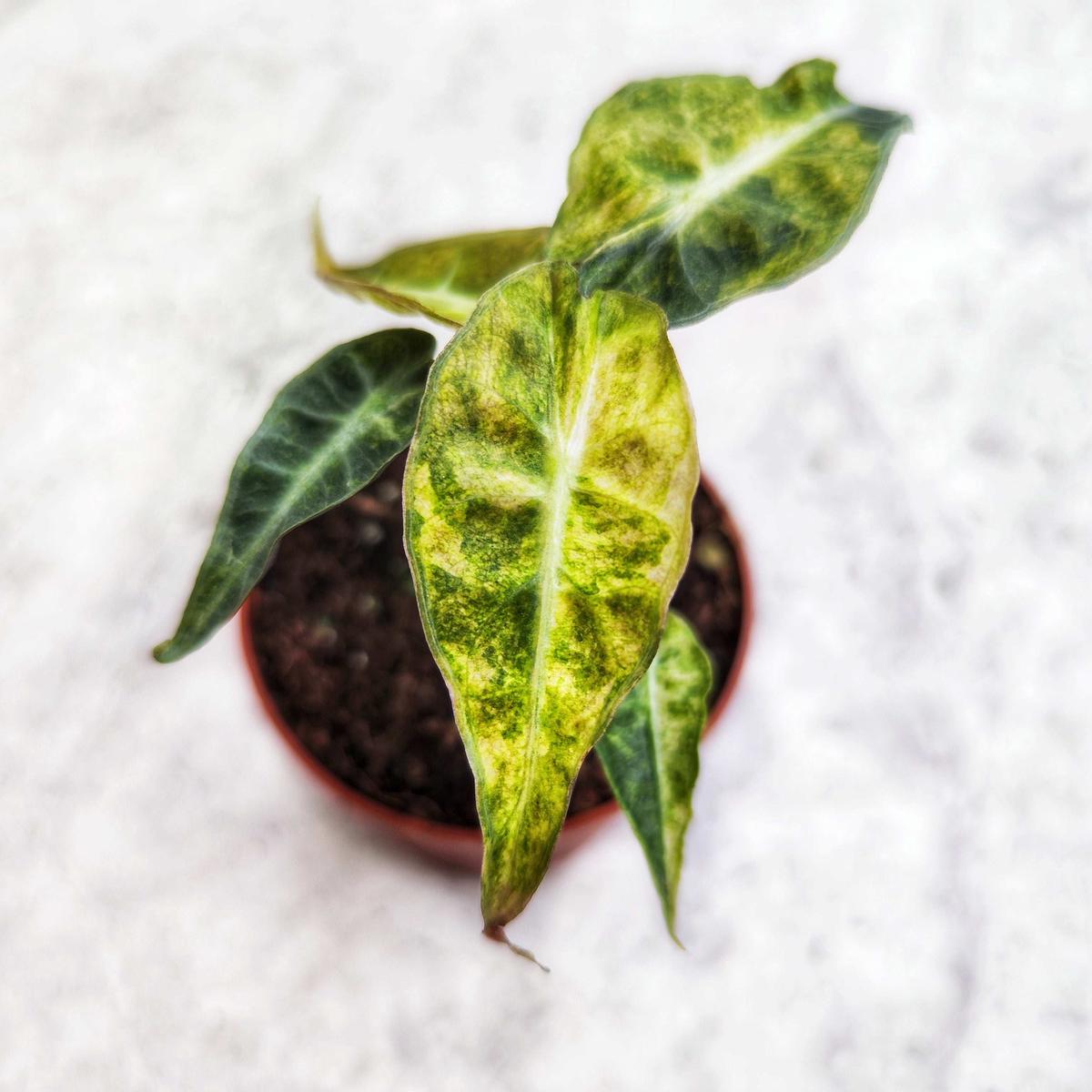 Alocasia Bambino Dwarf  Mini plante panache jaune