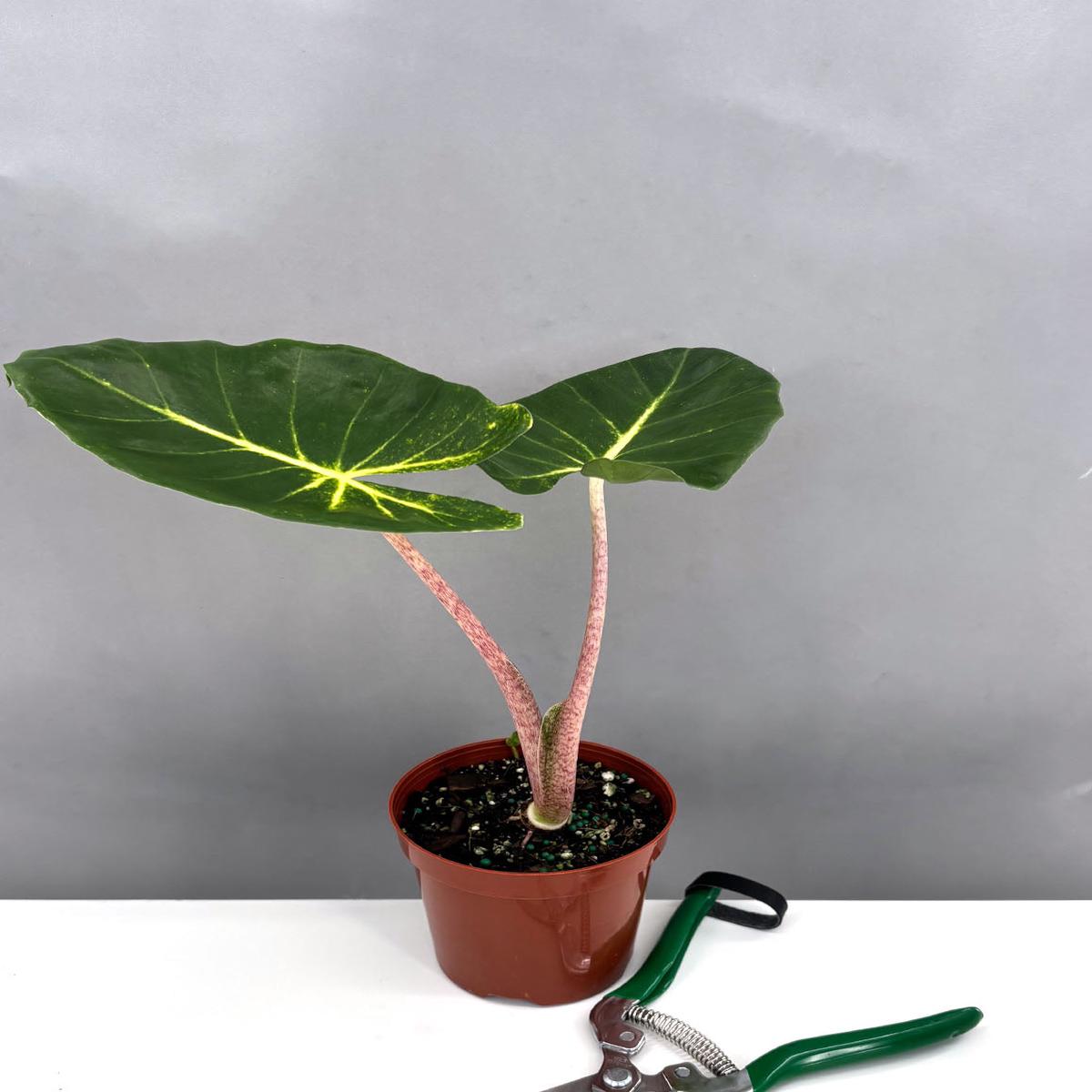 Alocasia New Guinea Gold
