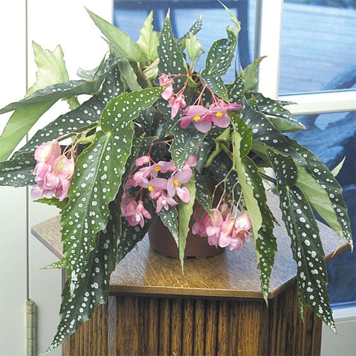 Angel Wing Begonia My Special Angel (Begonia fibrous hybrid)