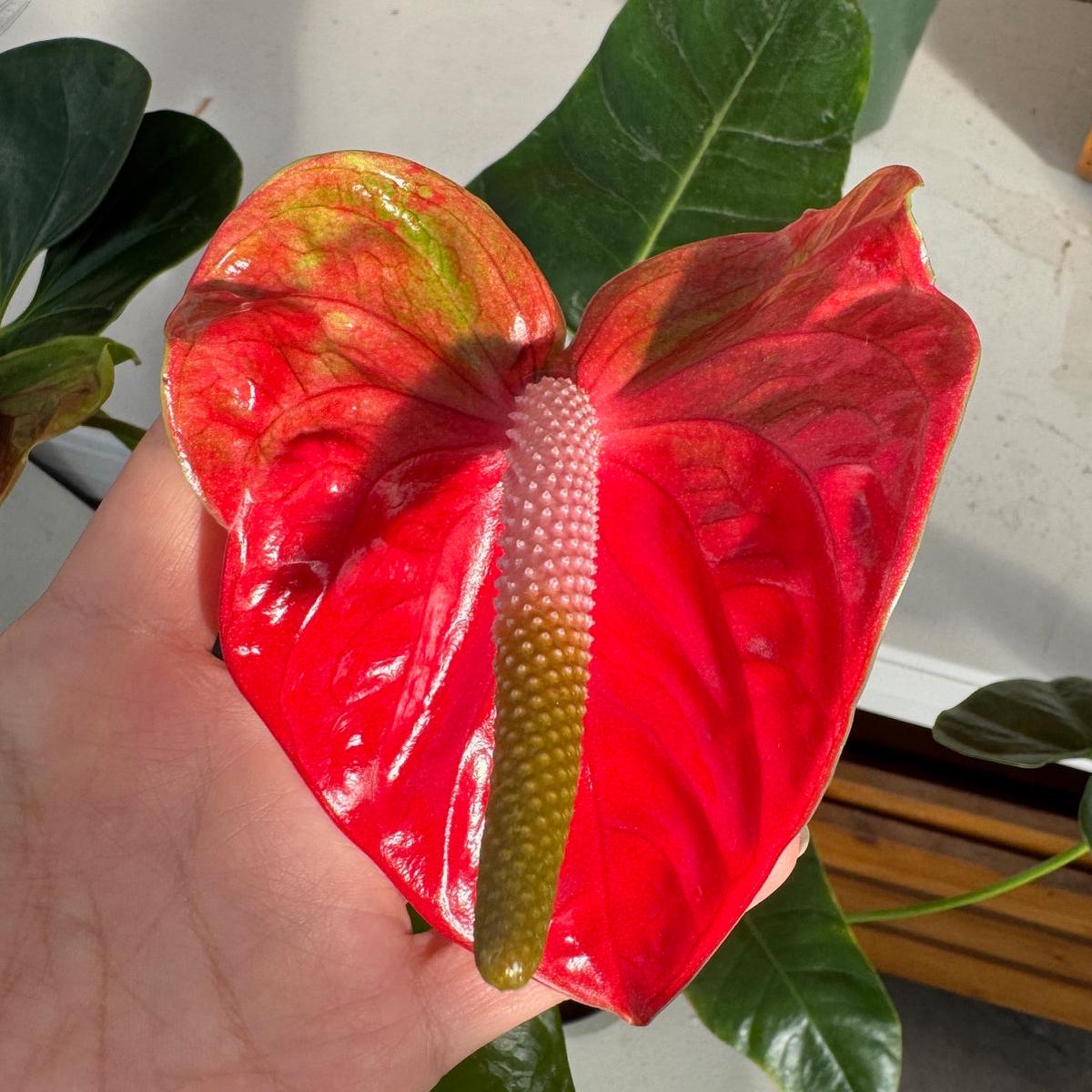 Anthurium Baby Red Obake (Seedling - 5.5" Pot)