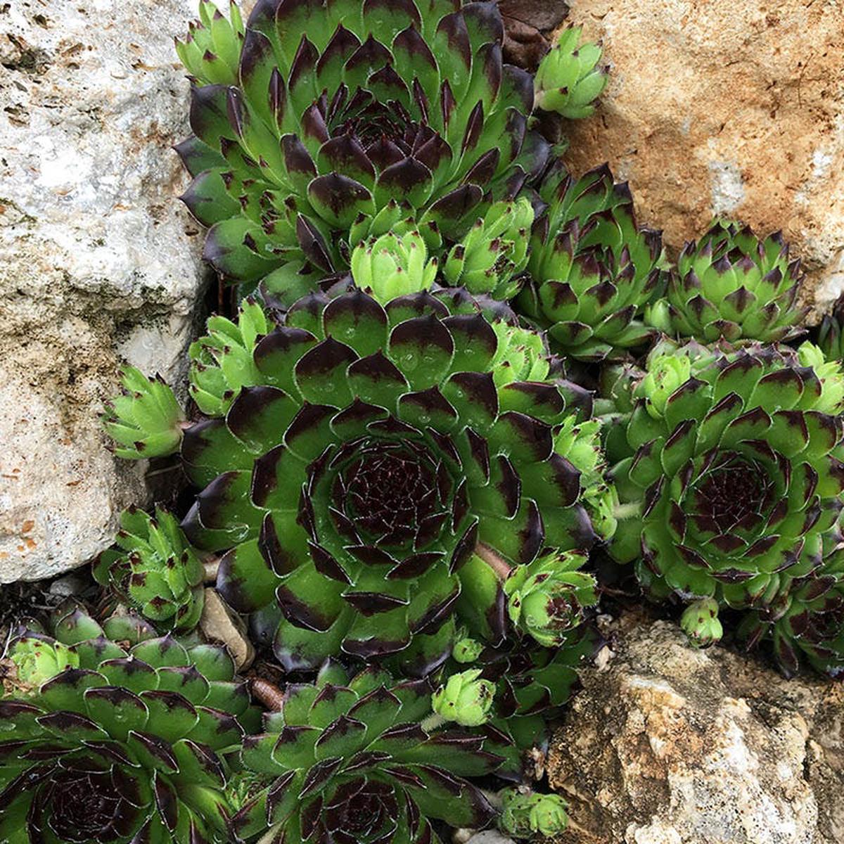 Chick Charms Appletini Hens and Chicks