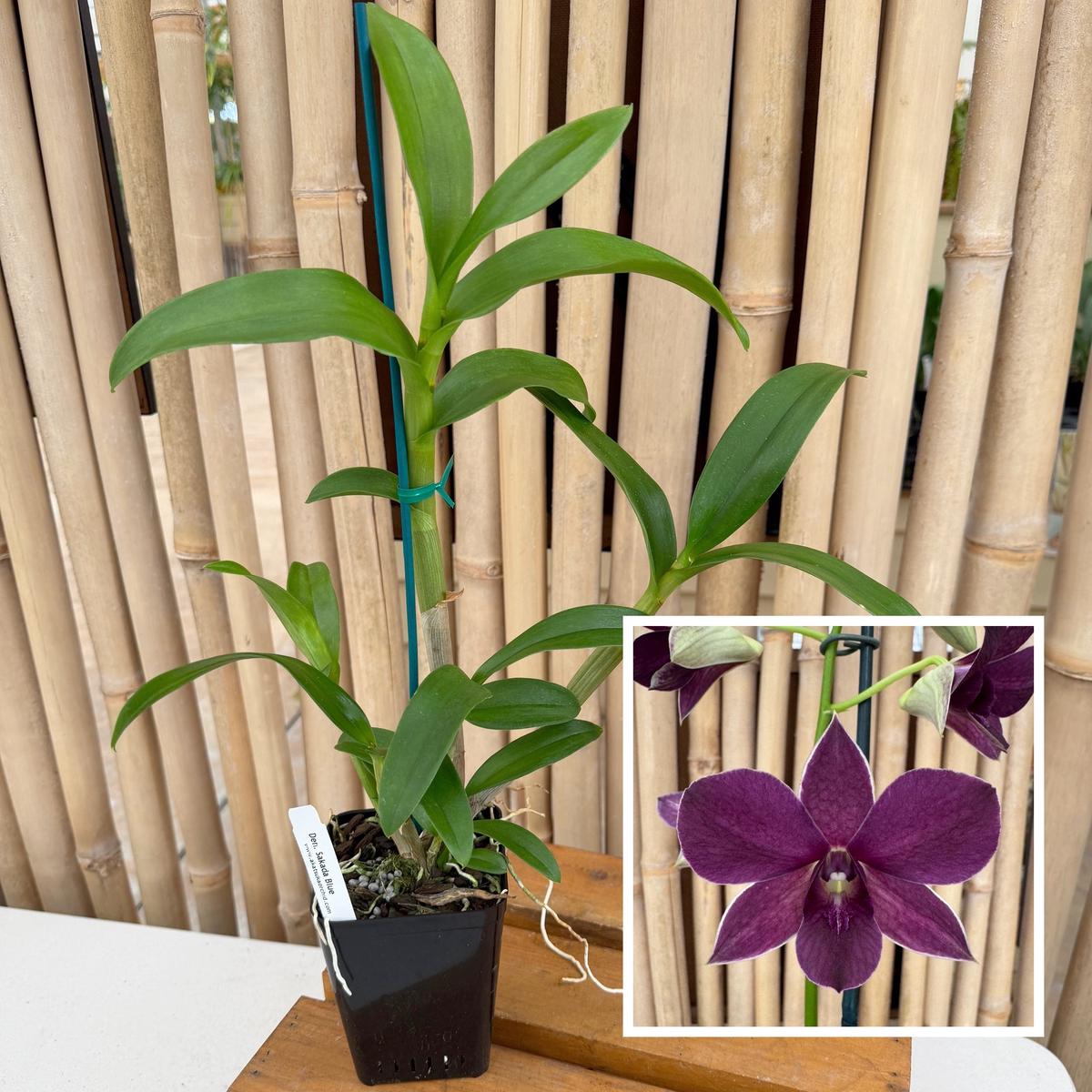 Dendrobium Sakada Blue (4" Pot) - Not Blooming