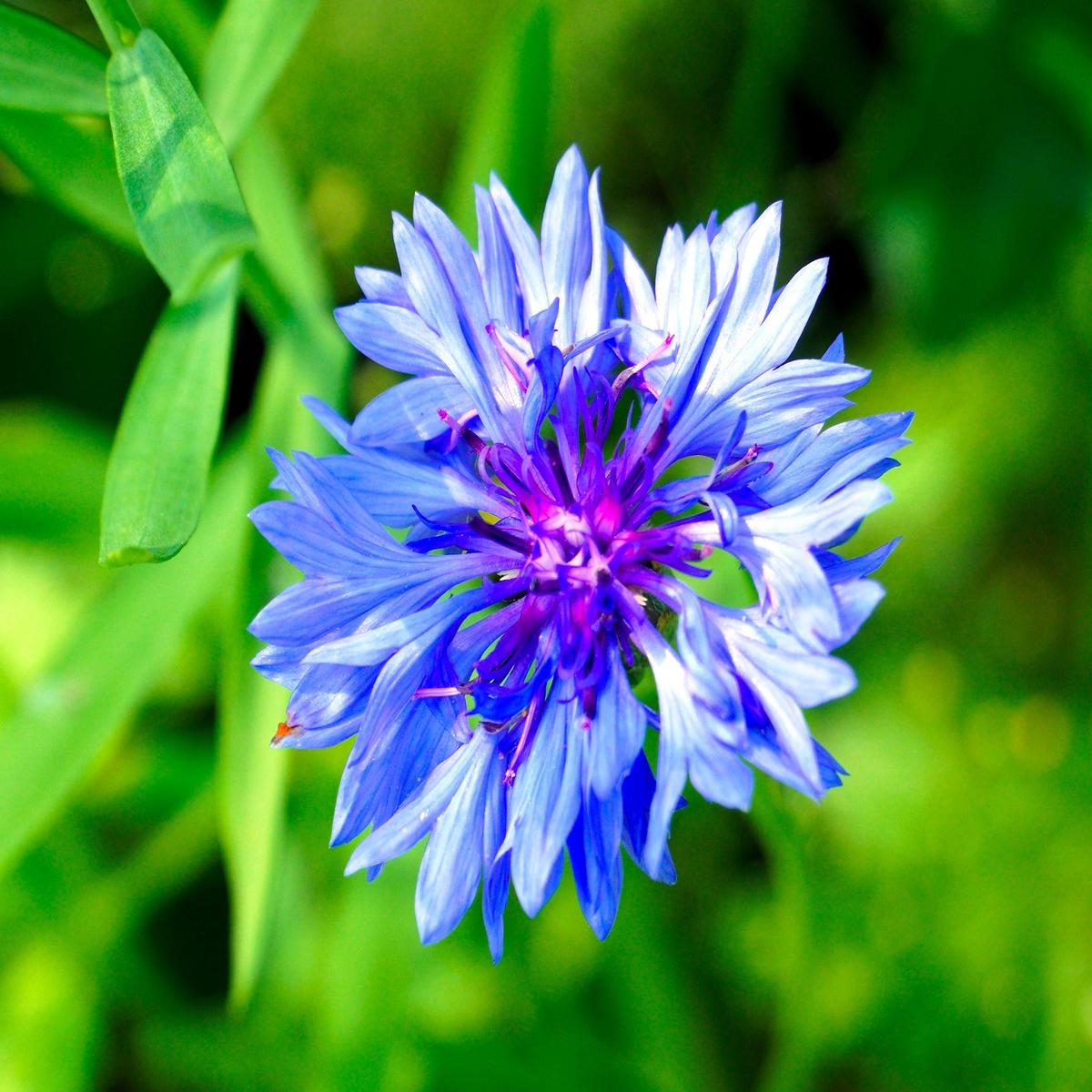 Dwarf Blue Bachelor Buttons Wildflower Seed