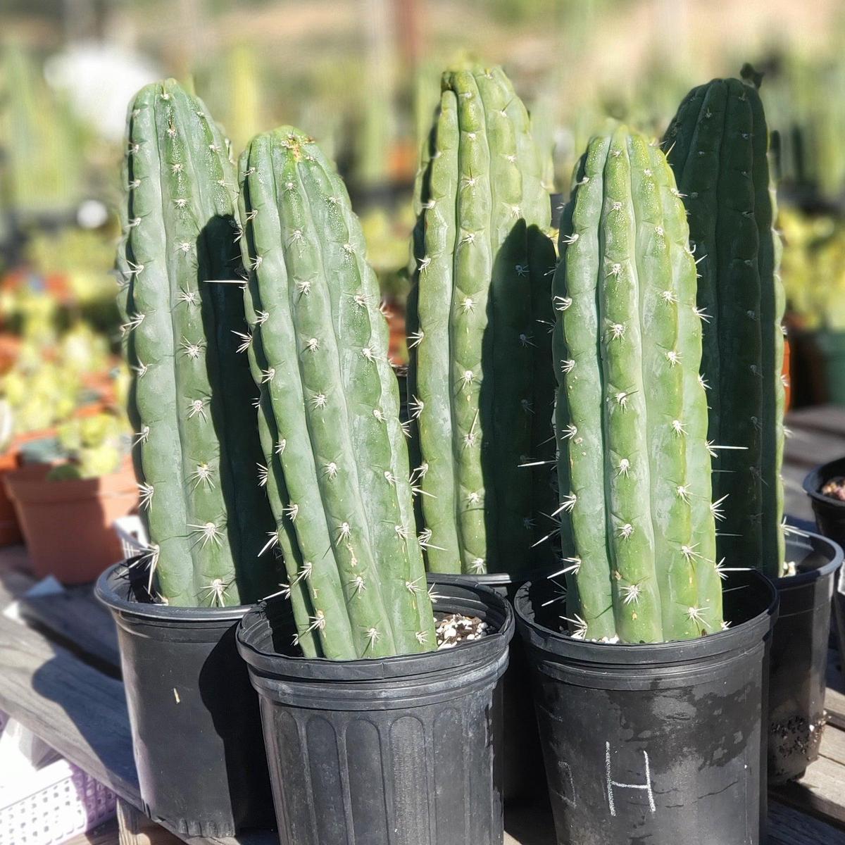#EC116 EXACT Trichocereus  Knuthianus Aff. Ornamental Cactus 12" approx.