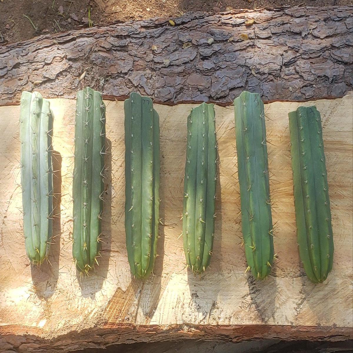 #EC55 EXACT Trichocereus "Lost Label" Three Pack Bargain Cactus Cutting Lot 10-12