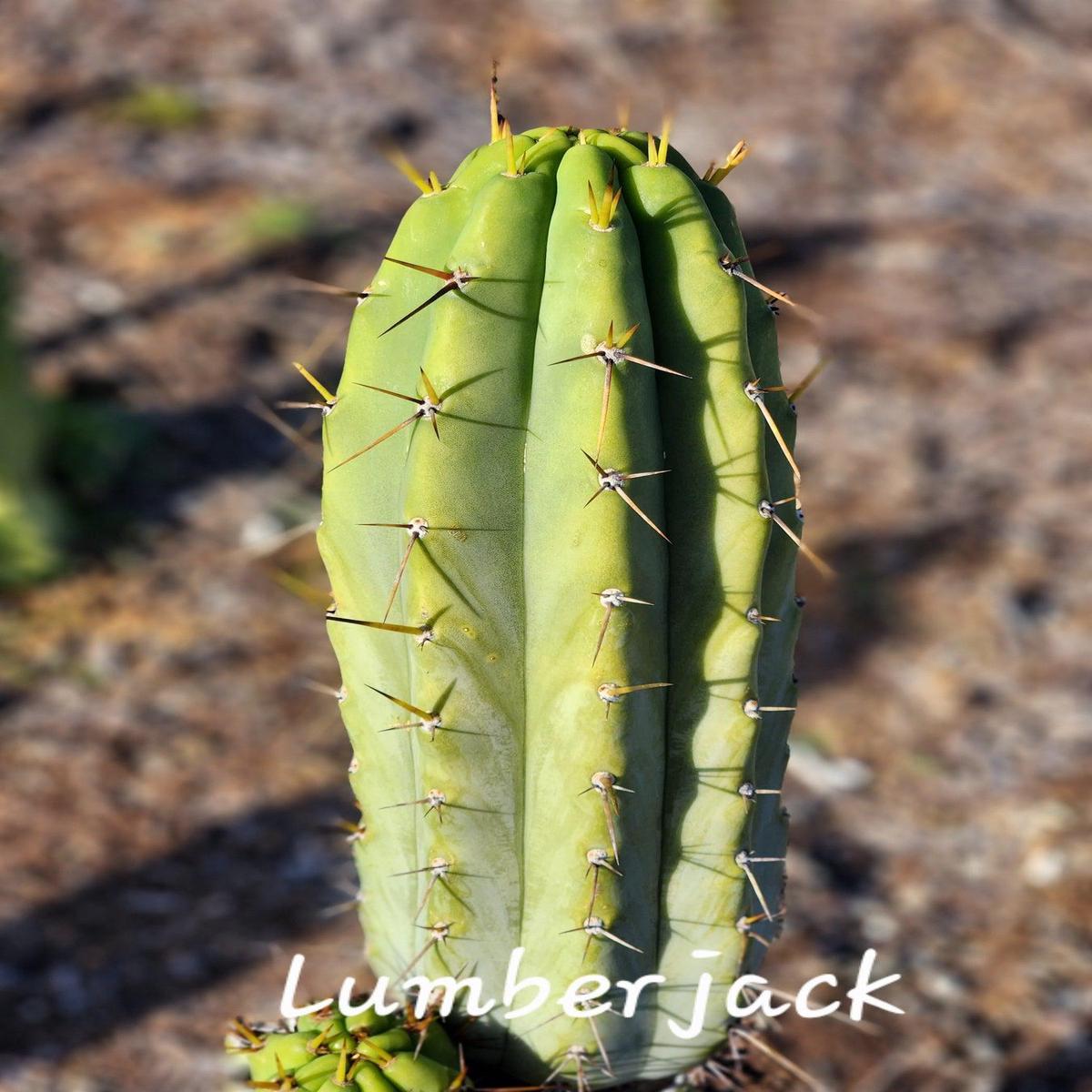 #EC97 Trichocereus Peruvianus "Lumberjack" Cactus Cuttings