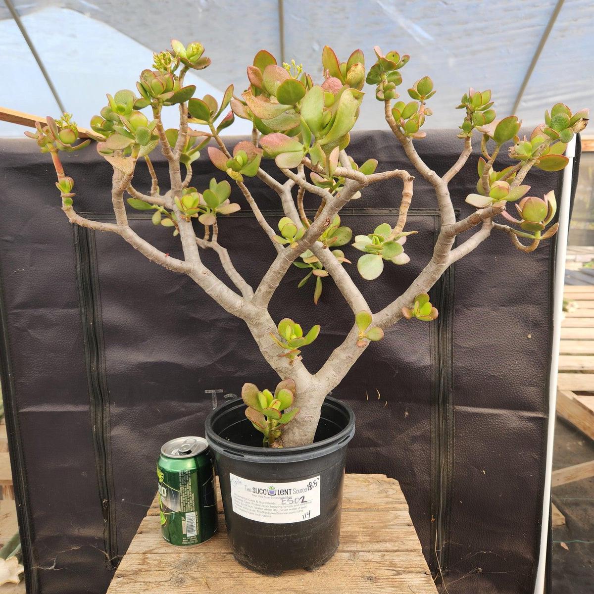 #ES02 Crassula Jade Bonsai Specimen Potted 18.5"