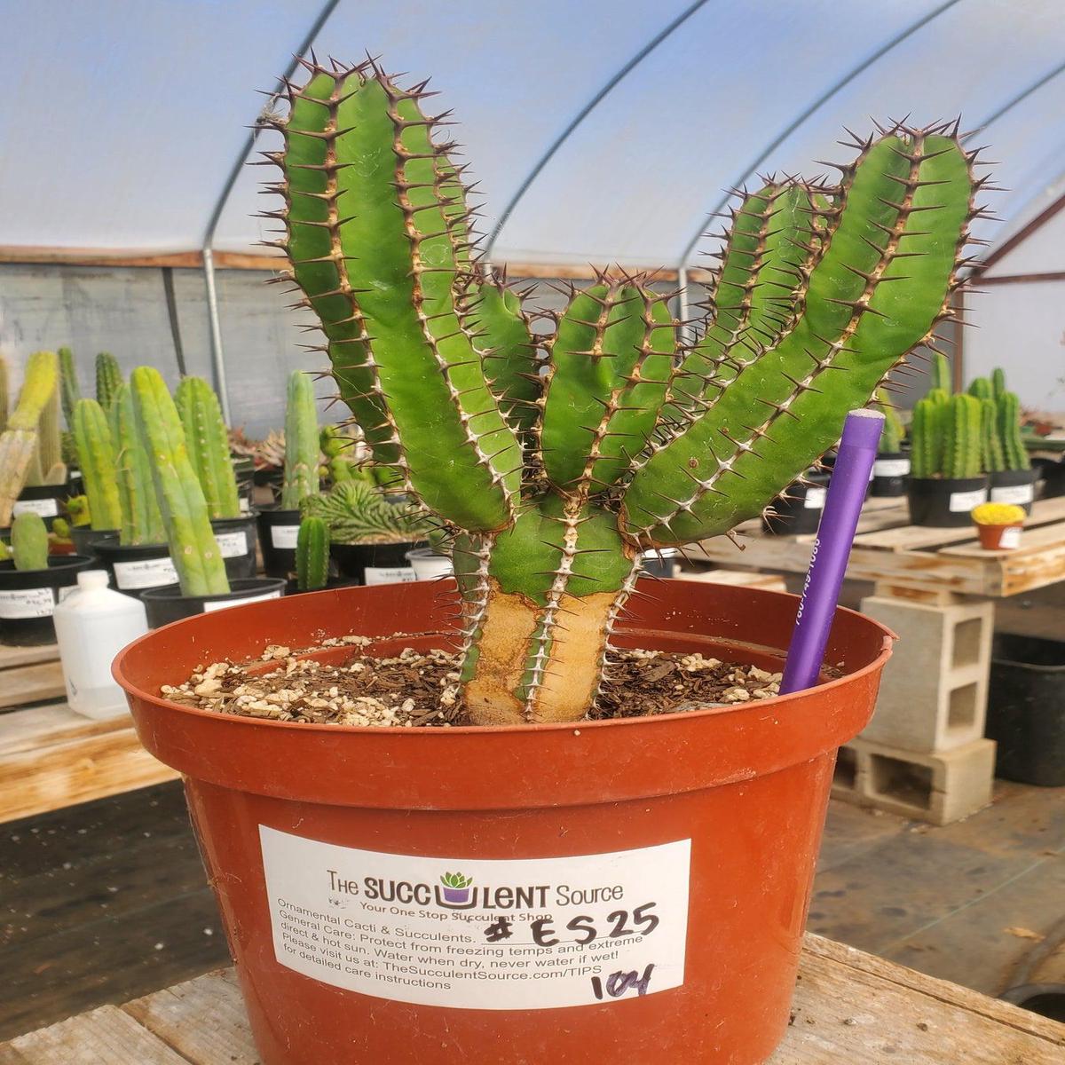 #ES25 EXACT Euphorbia Avismontana Specimen in 8" container