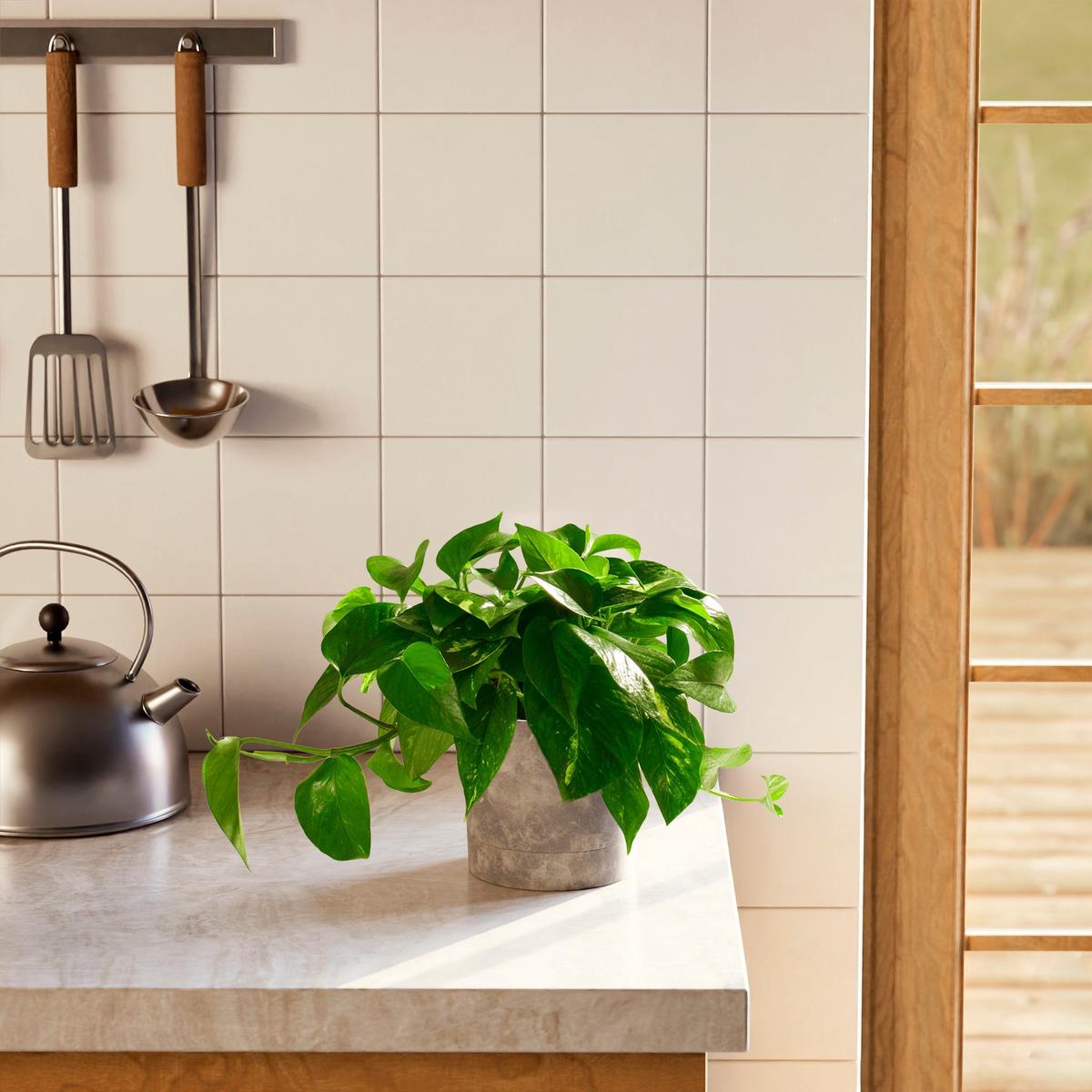 Golden Pothos Plant