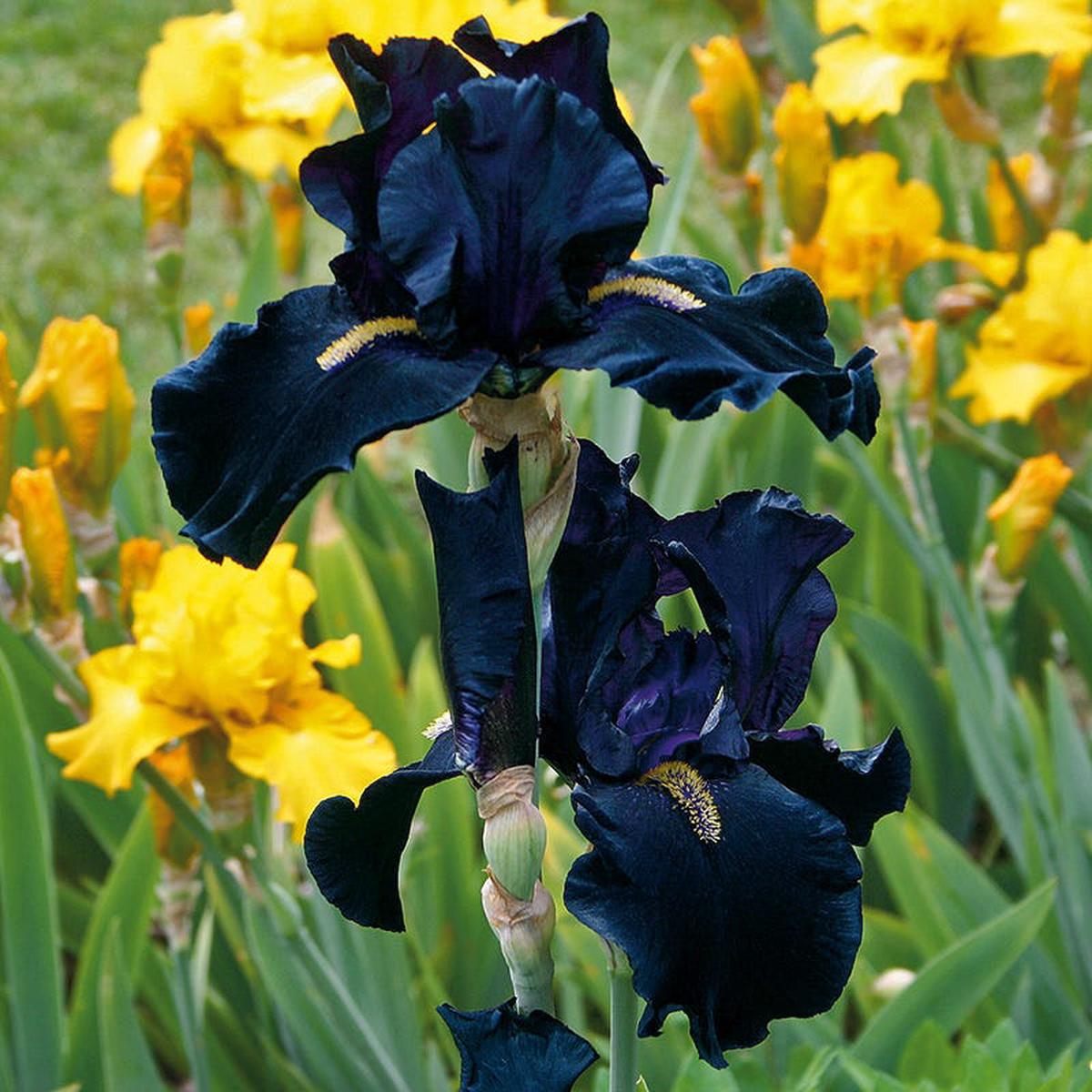 Here Comes the Night Bearded Iris