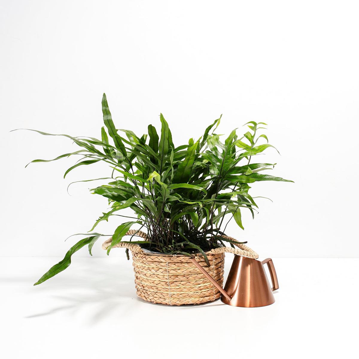 Kangaroo Fern