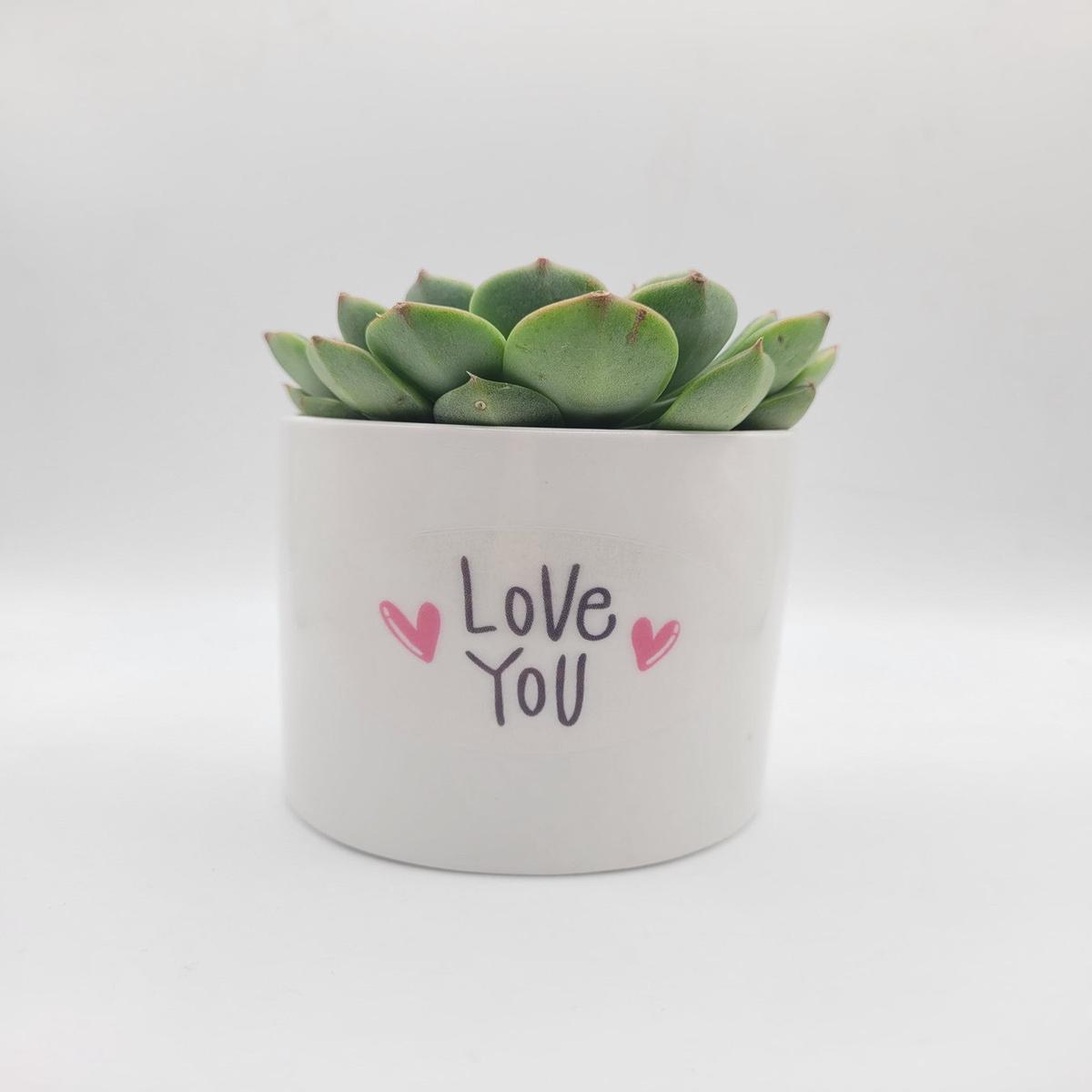 Love You  Succulent Gift