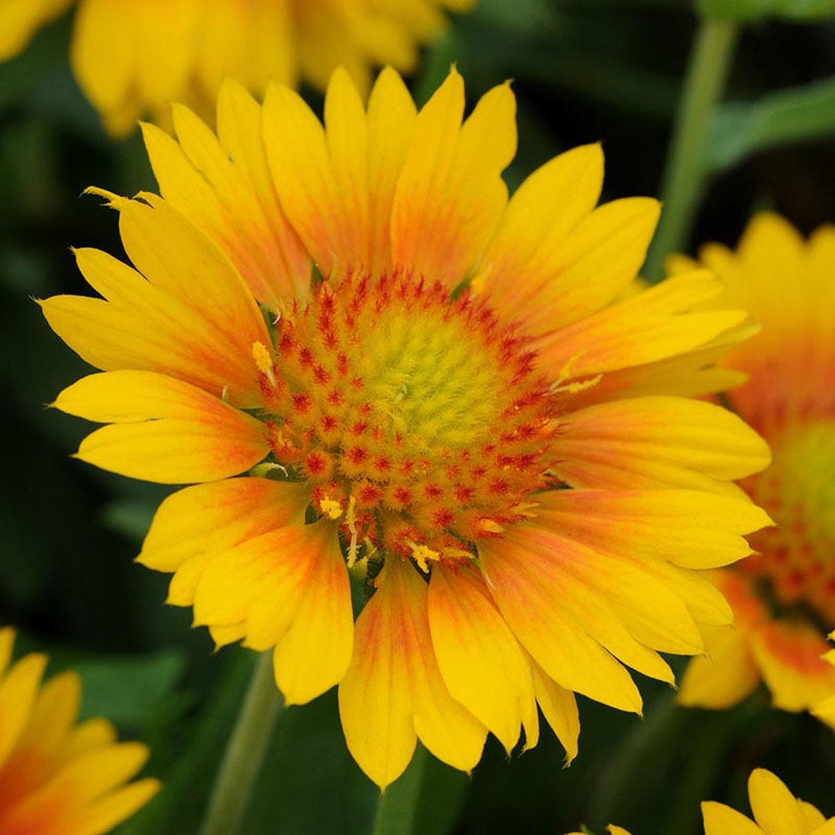 Mesa Peach Gaillardia