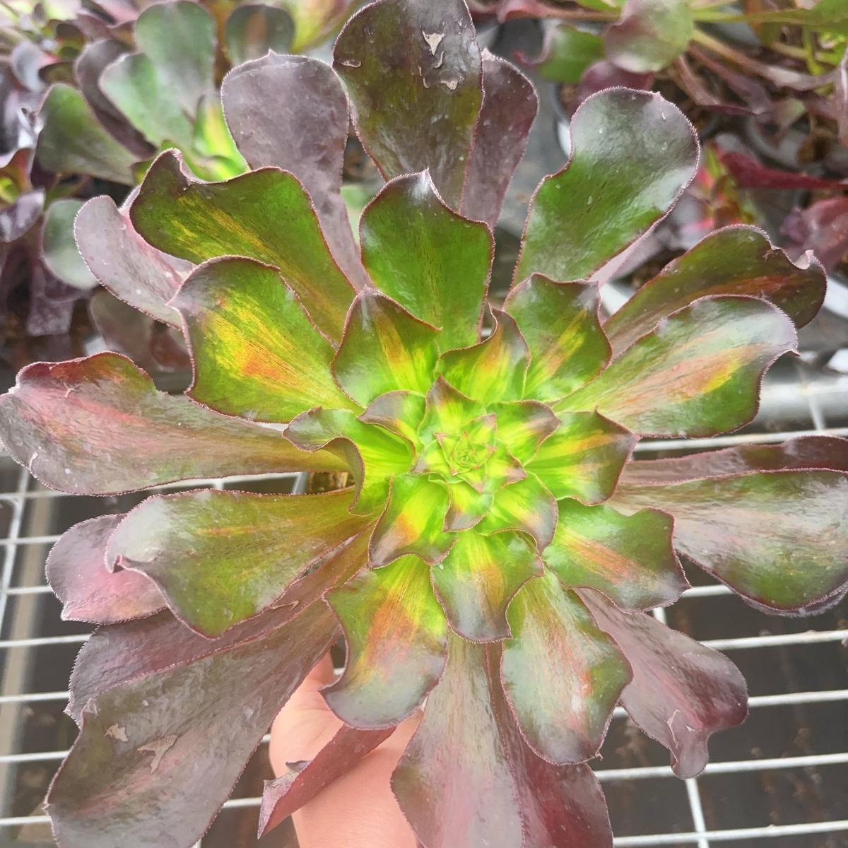Middle Varigated Aeonium Phantom Single Head With Root 20cm