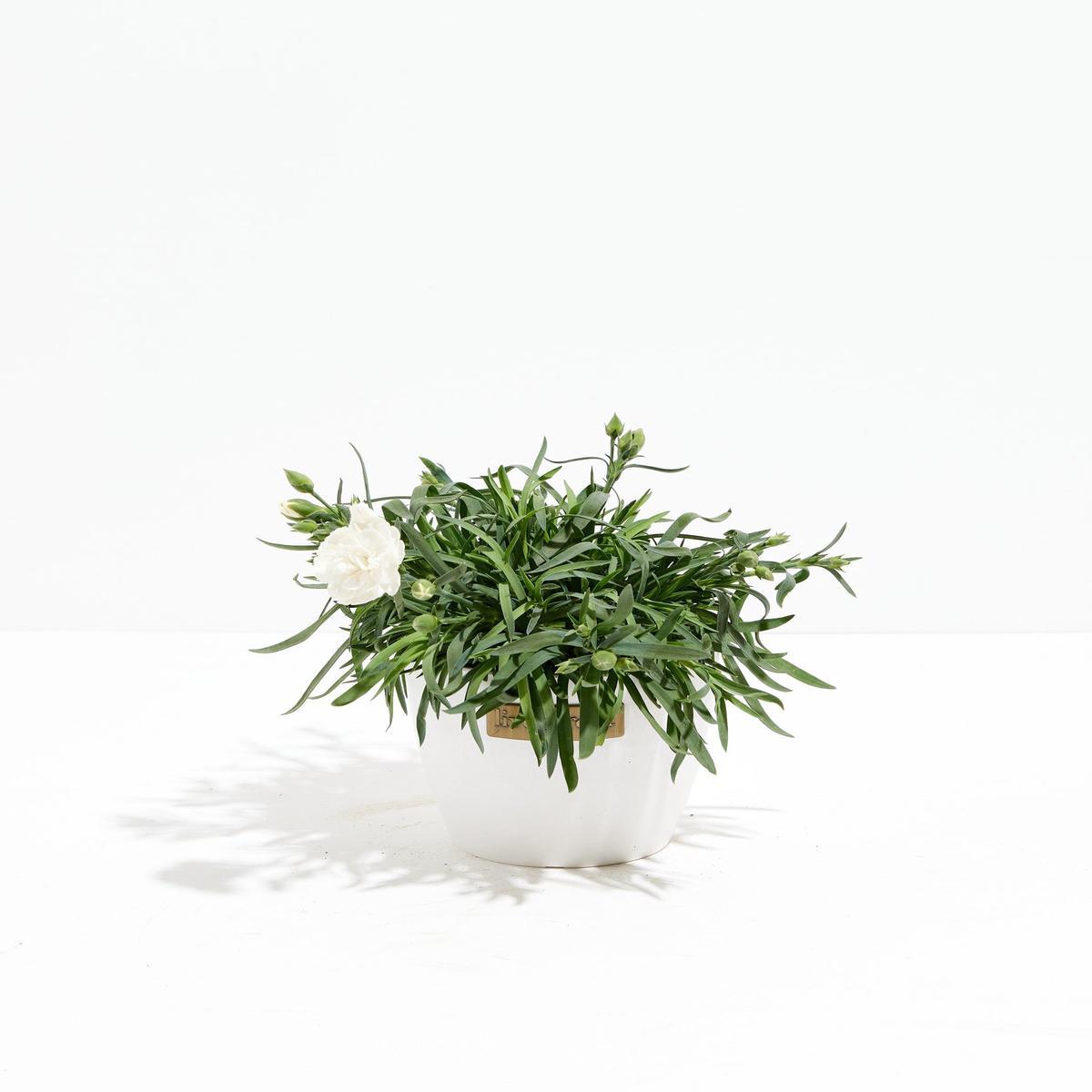 Mini Snow White  Super Trouper Carnation
