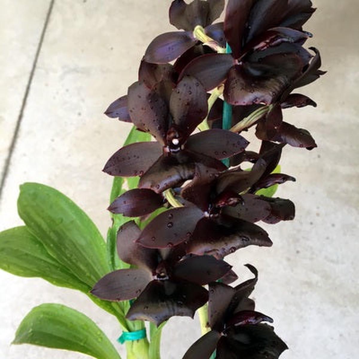 Monn. Millennium Magic 'Witchcraft' AM/AOS (4" Pot) - Spiking