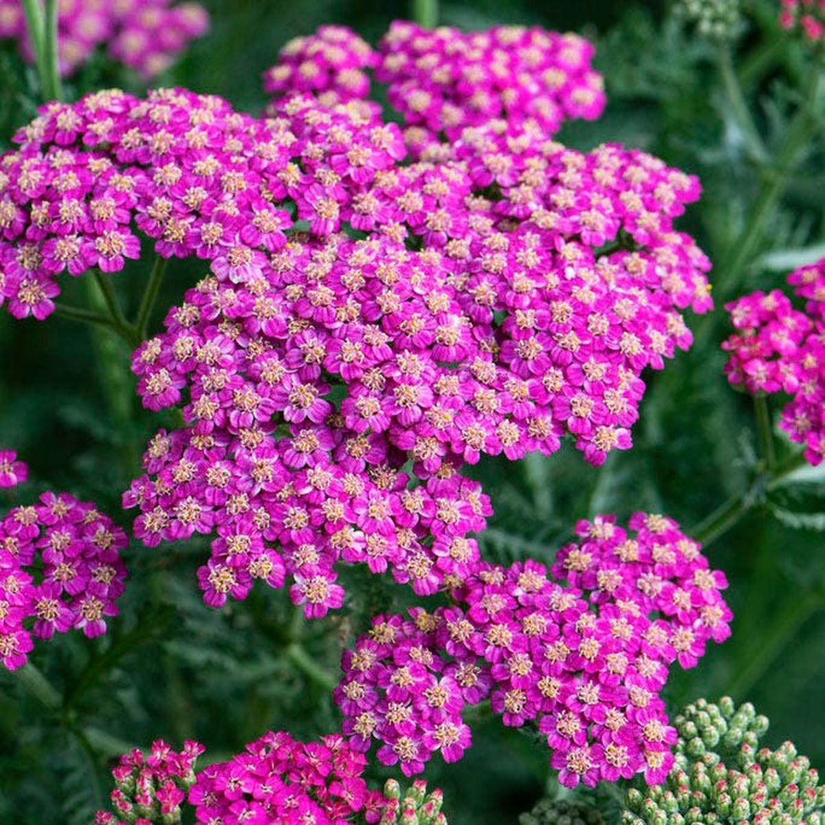 New Vintage Rose Yarrow