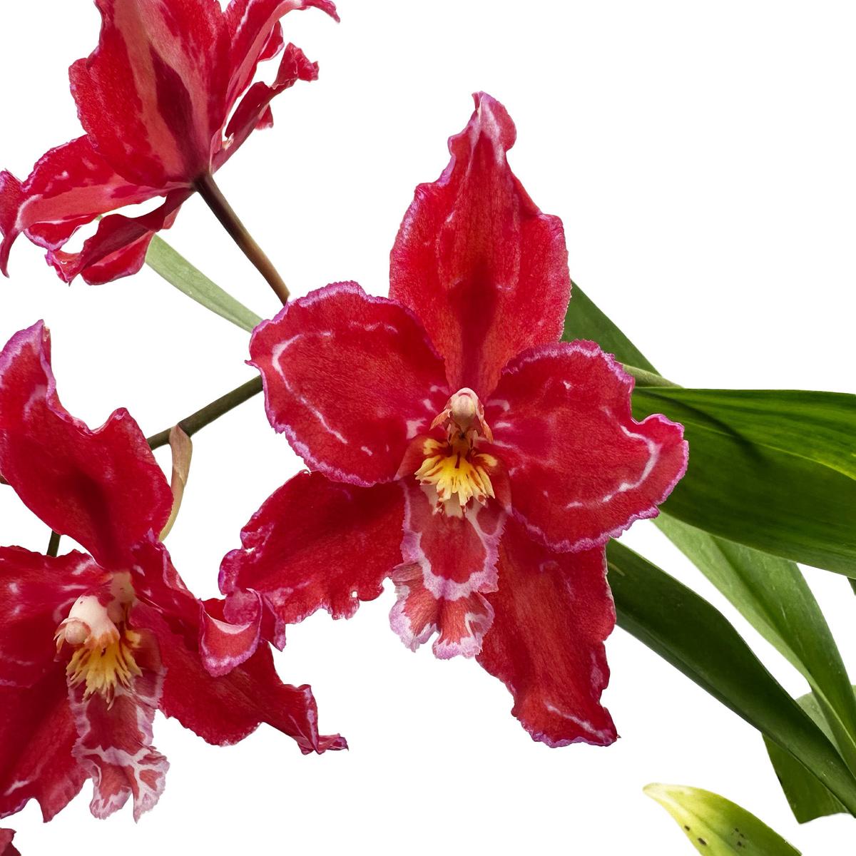 Oncidium Cholita Pautea
