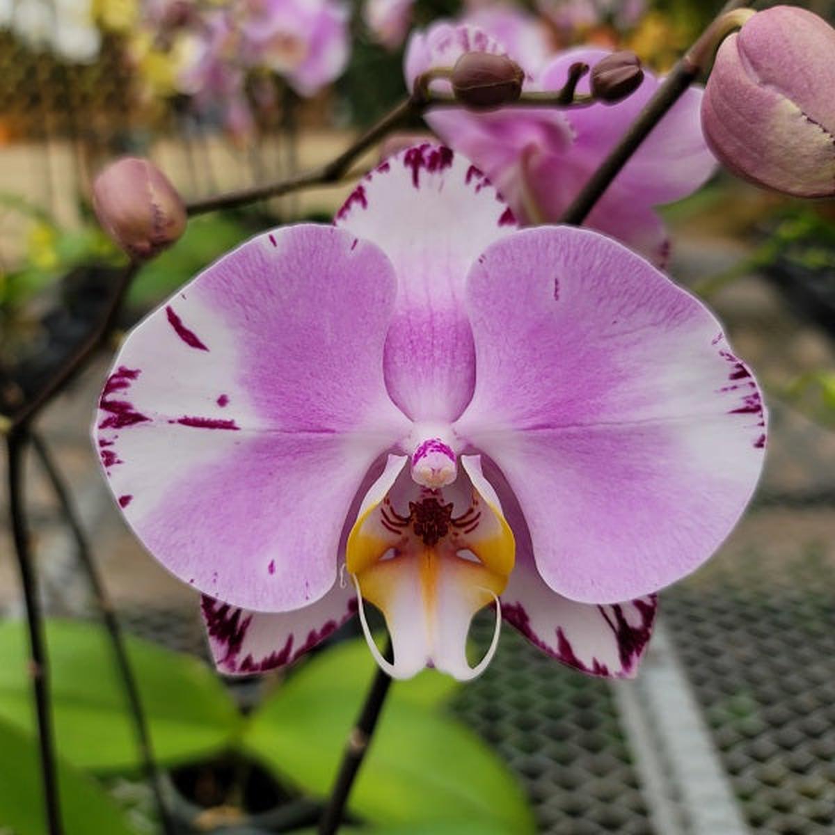 Phal. Art Nouveau