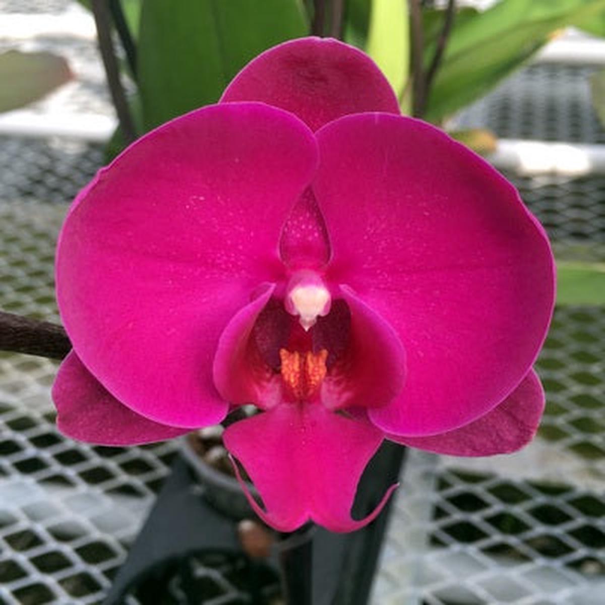 Phal. Freeride
