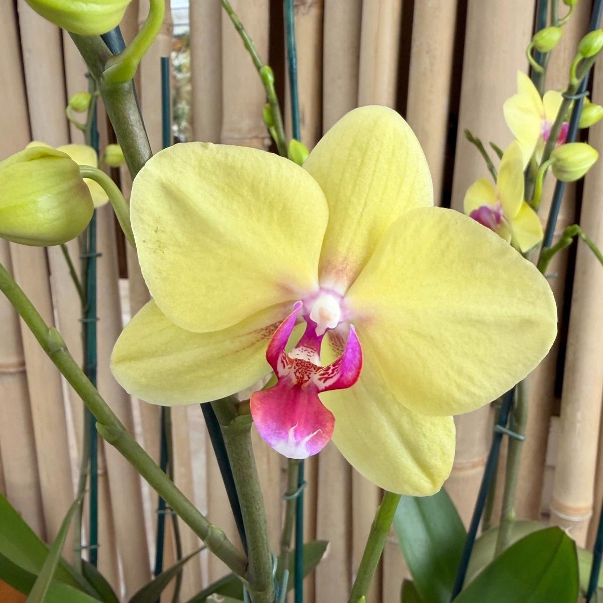 Phal. Modena
